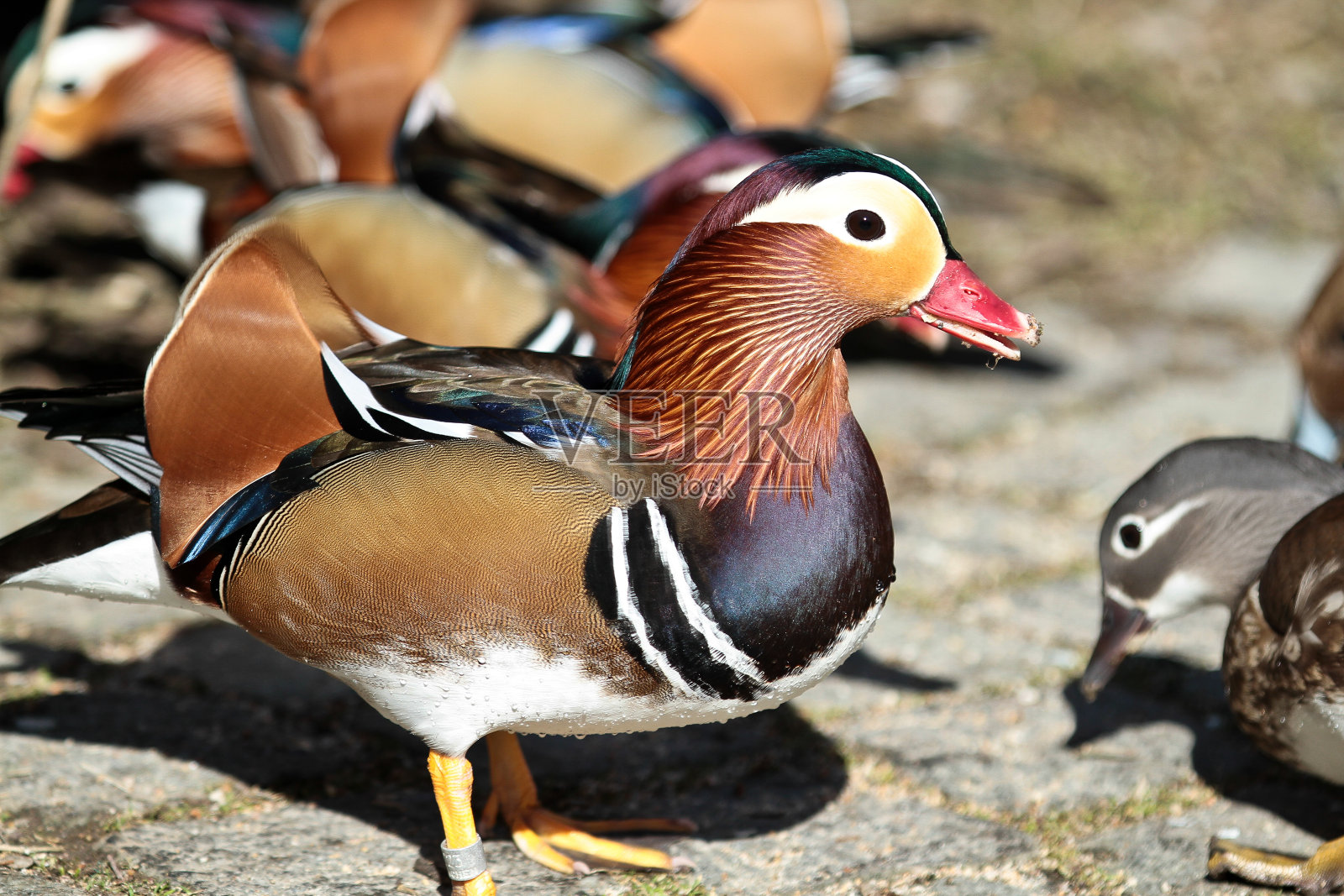 德国动物园里的鸳鸯照片摄影图片