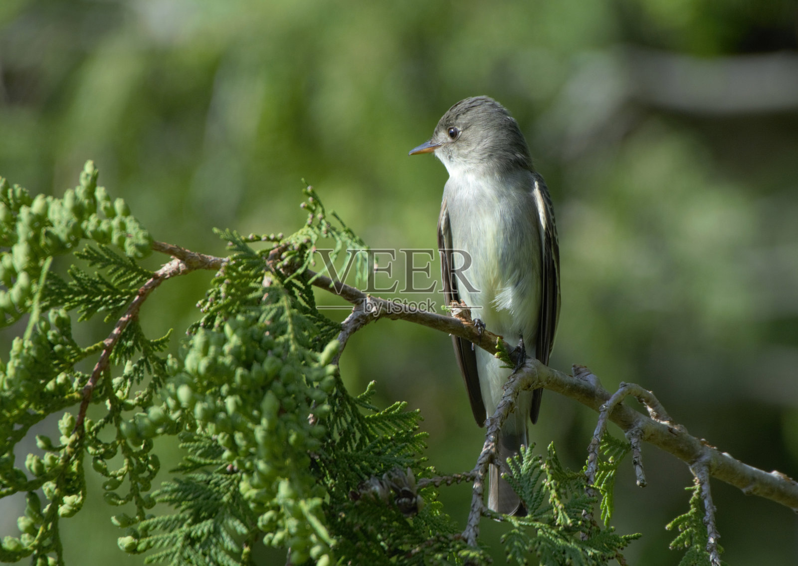 京燕的东部照片摄影图片