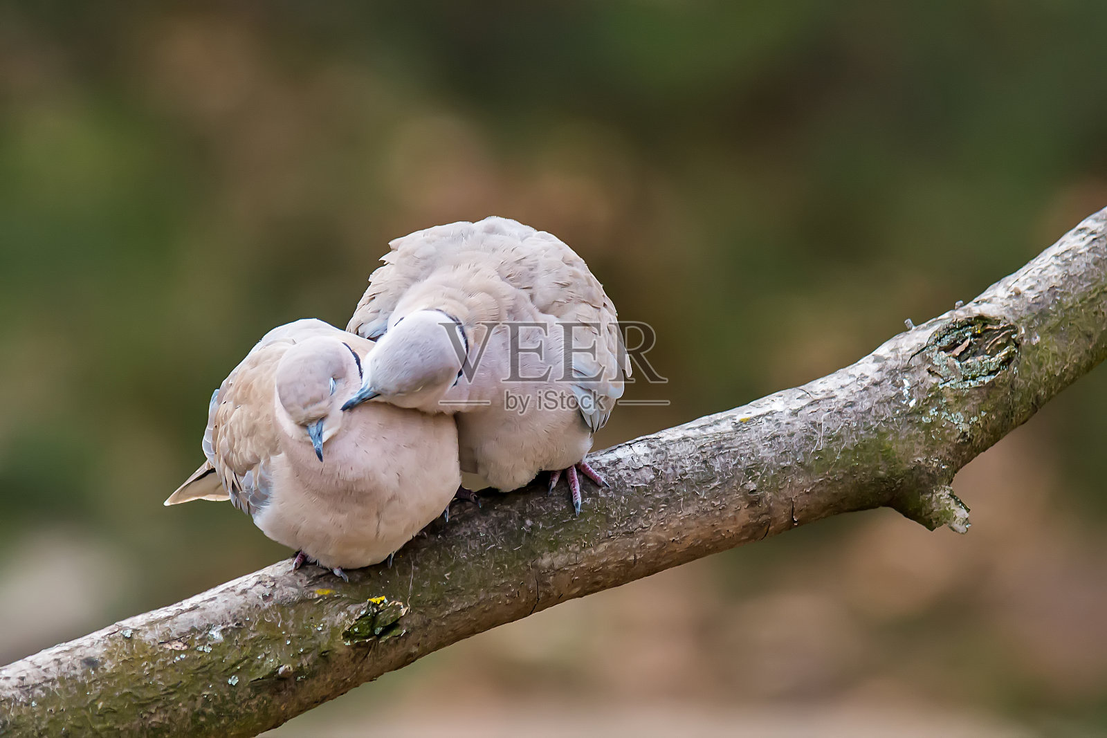 可爱的情人。爱树上的鸟儿。吻的鸟类。照片摄影图片