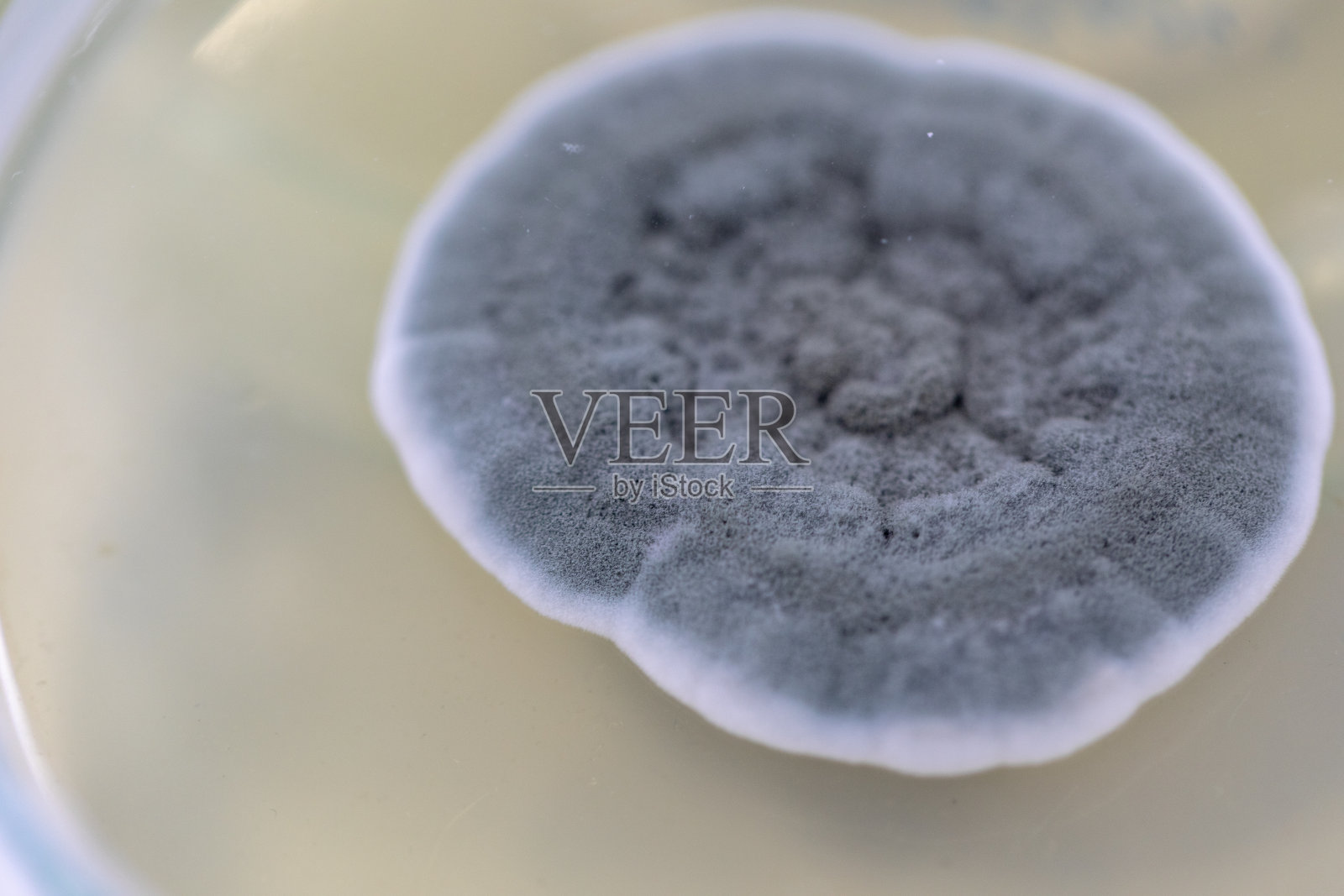 青霉菌，子囊真菌是重要的自然环境以及食品和药物生产。照片摄影图片