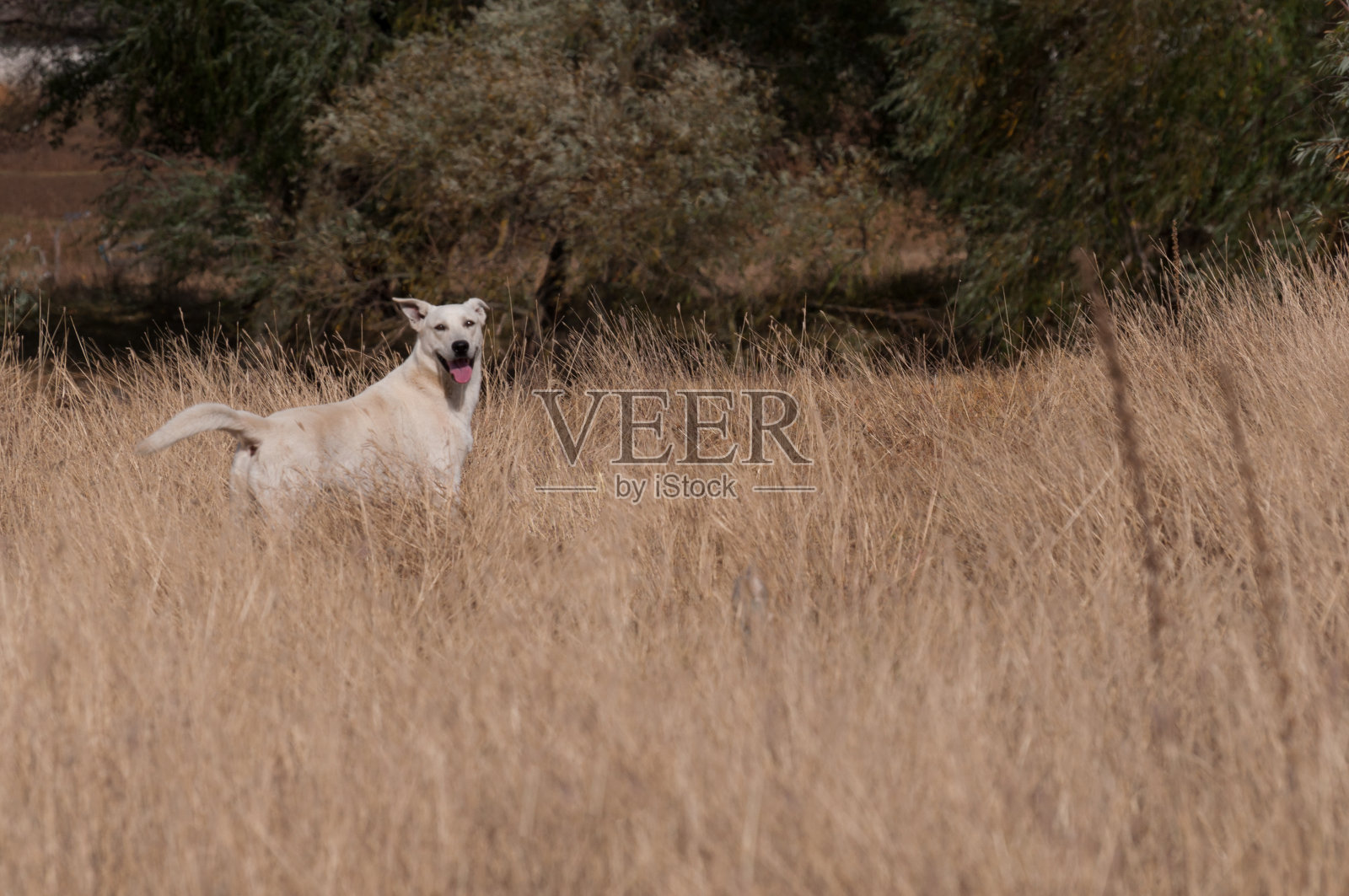 狗躲在高高的草丛里照片摄影图片