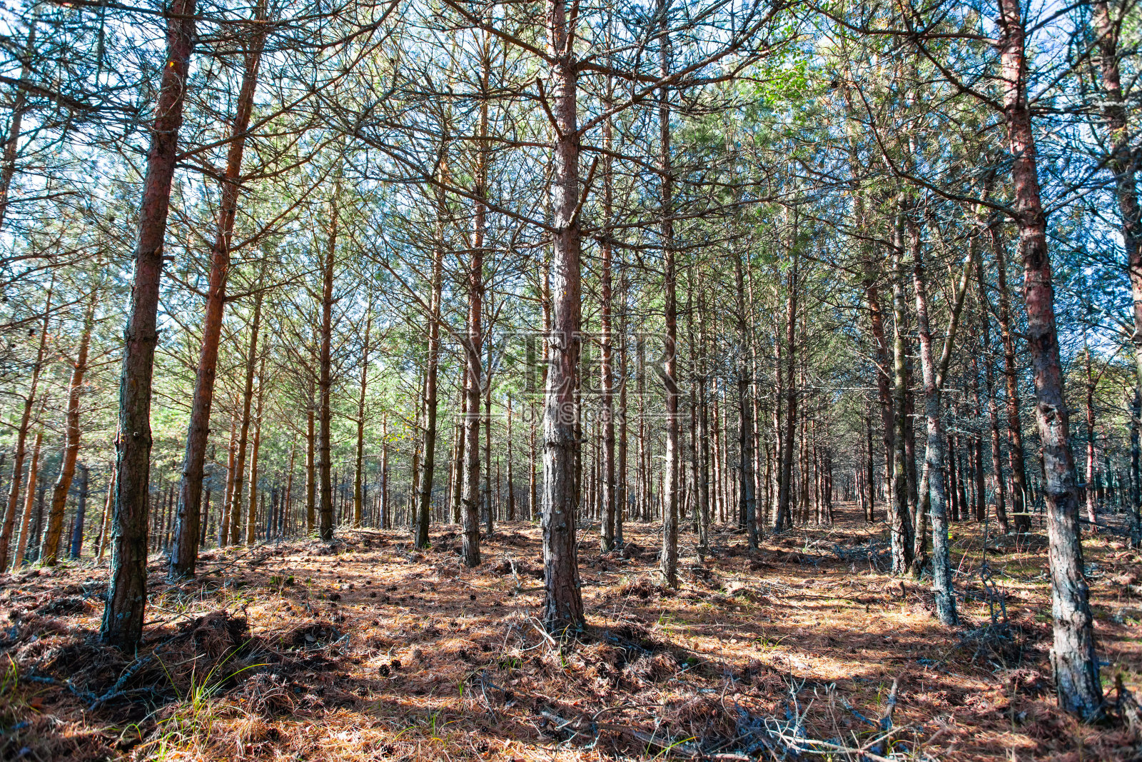 阳光照射在野生松林里照片摄影图片