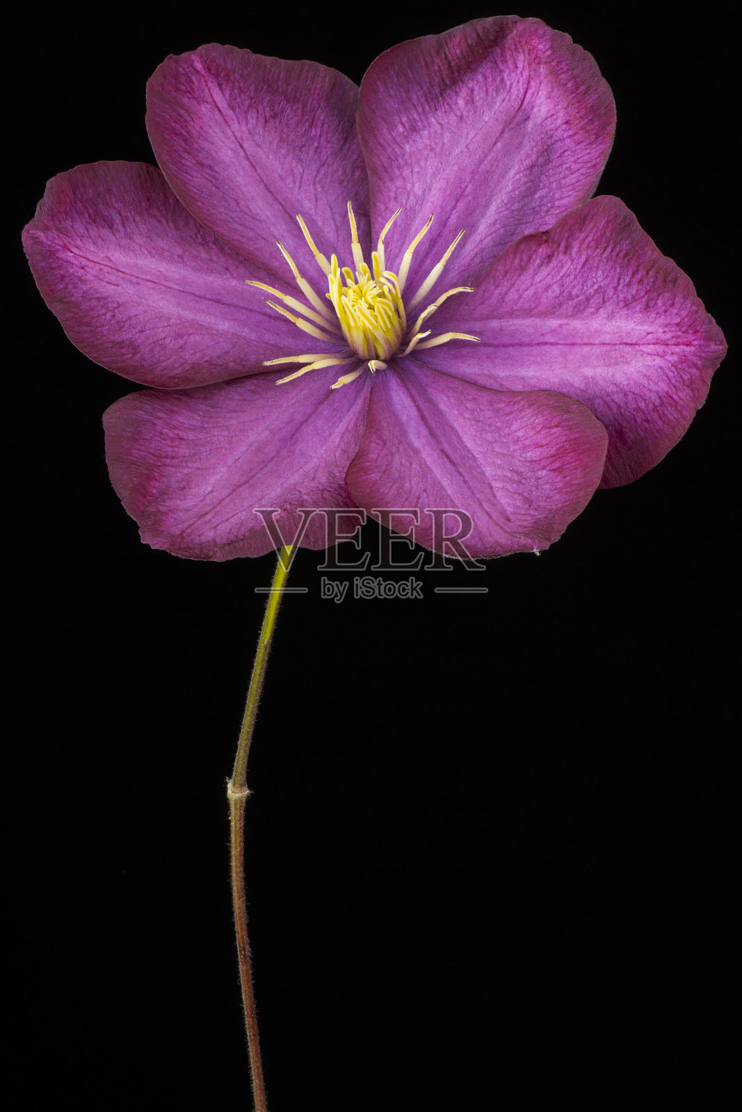 黑色背景上的花朵照片摄影图片