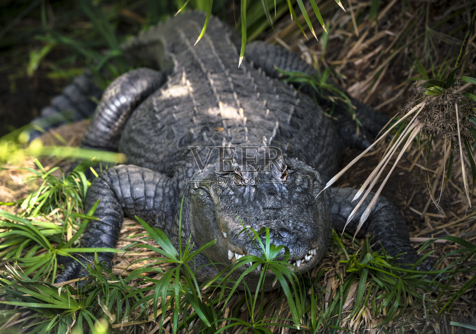 佛罗里达大沼泽地短吻鳄的特写照片摄影图片