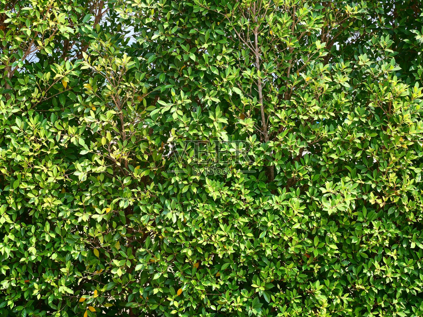 纹理绿色垂直花园背景照片摄影图片