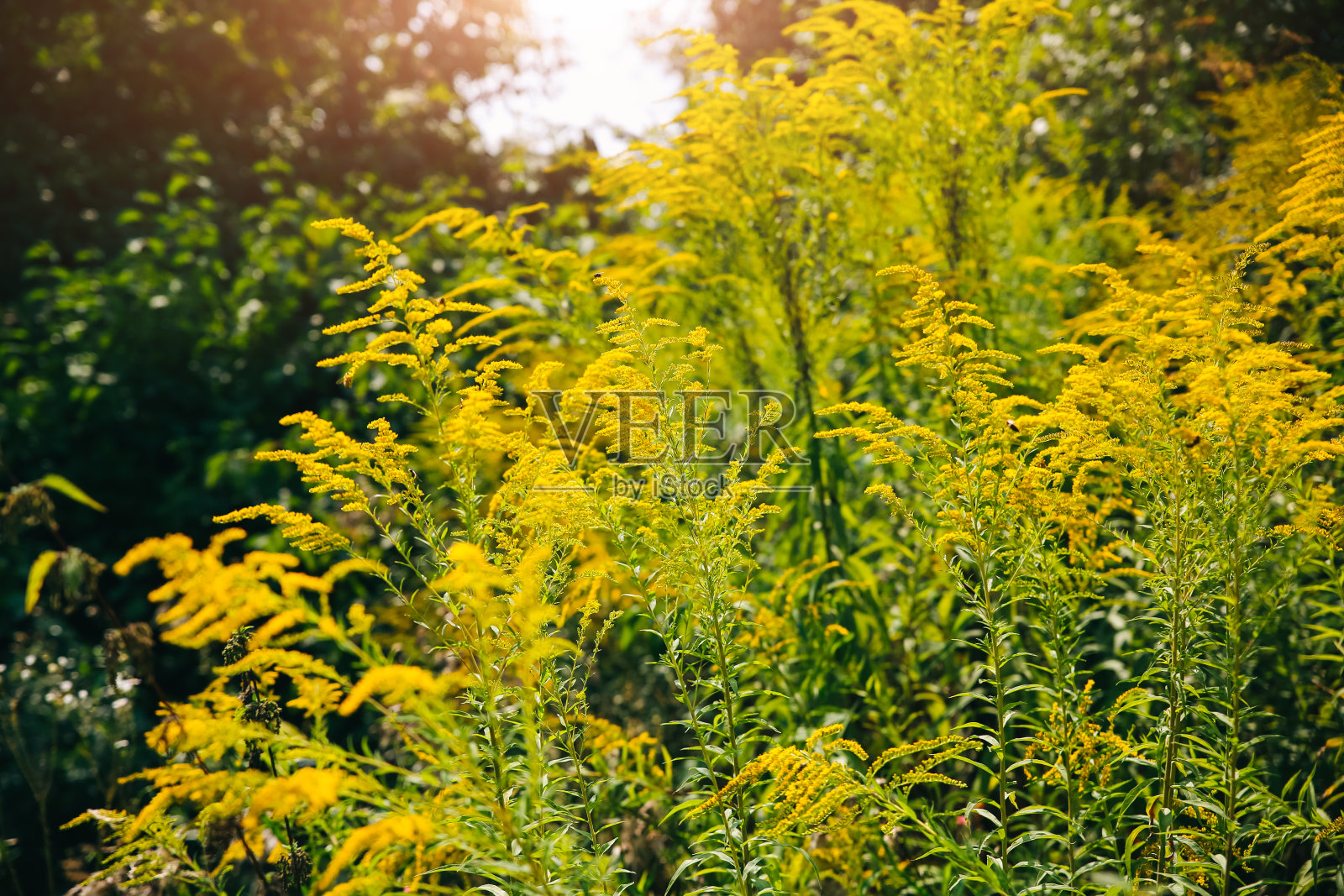 黄色的灌木和树木为背景。秋叶在自然景观中。漂亮的壁纸。照片摄影图片