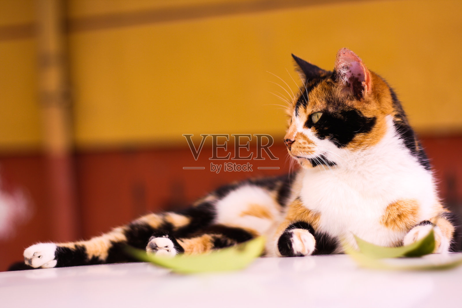 三种颜色的黑色和白色与姜猫。照片摄影图片