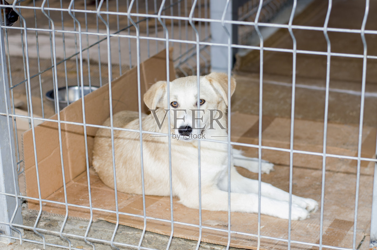 漂亮的狗在收容所休息照片摄影图片