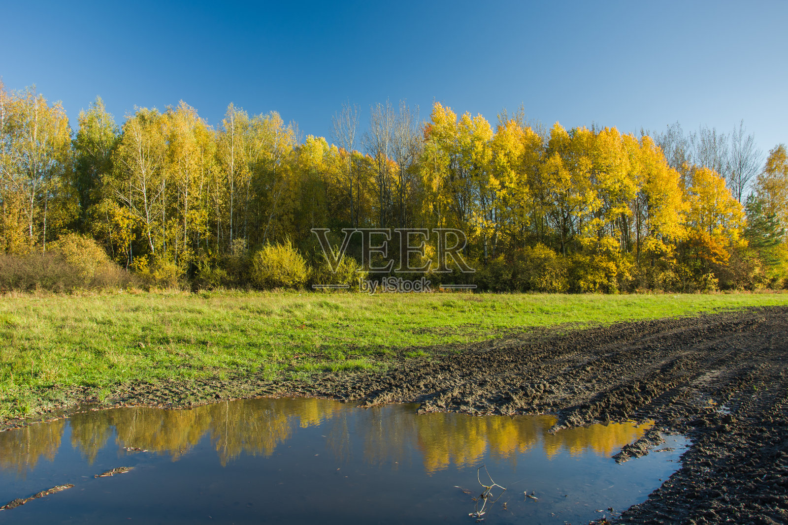 泥泞的路上的水坑，黄色的秋天的森林和天空照片摄影图片