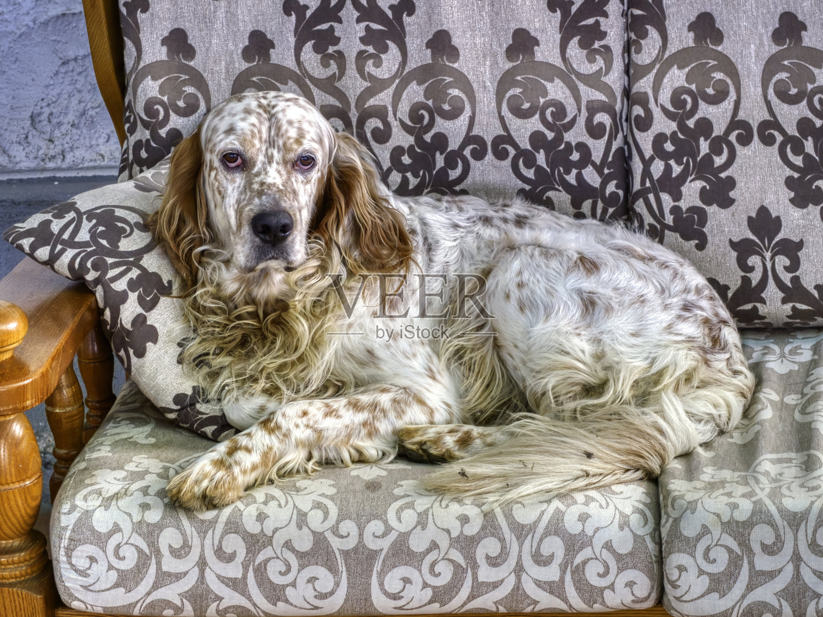 狗照片摄影图片