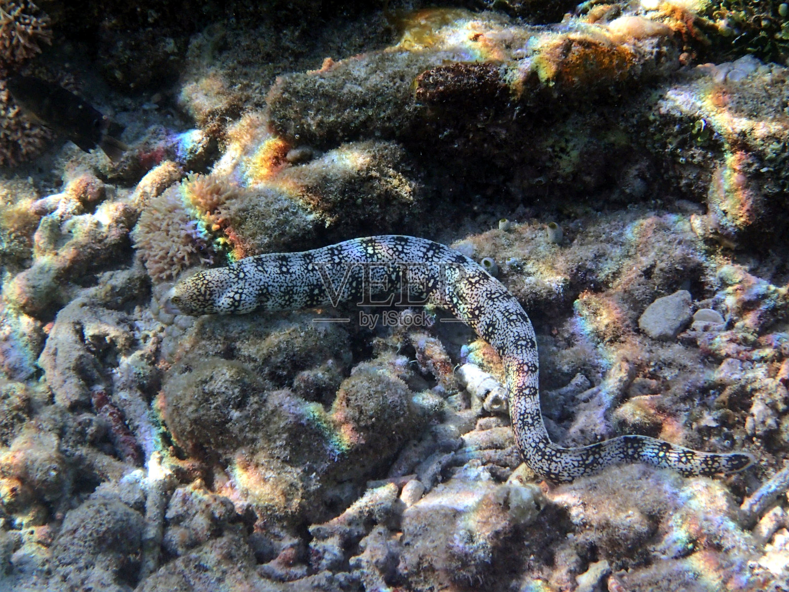 海鳗(海鳗科)-印尼吉利航空亚洲公司照片摄影图片