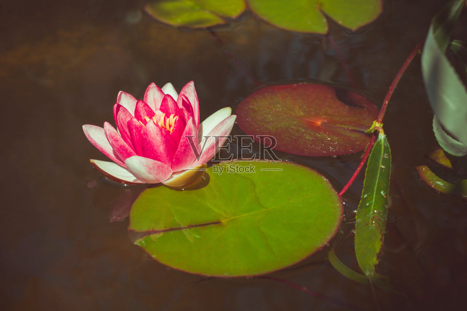 盛开的粉红色睡莲的美丽花蕾照片摄影图片