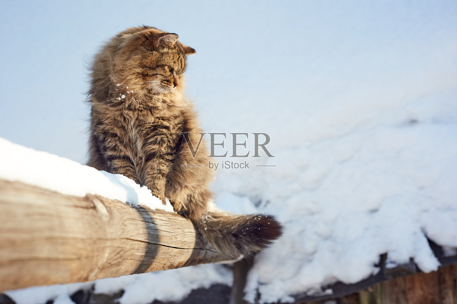 毛茸茸的猫从高处往下看照片摄影图片