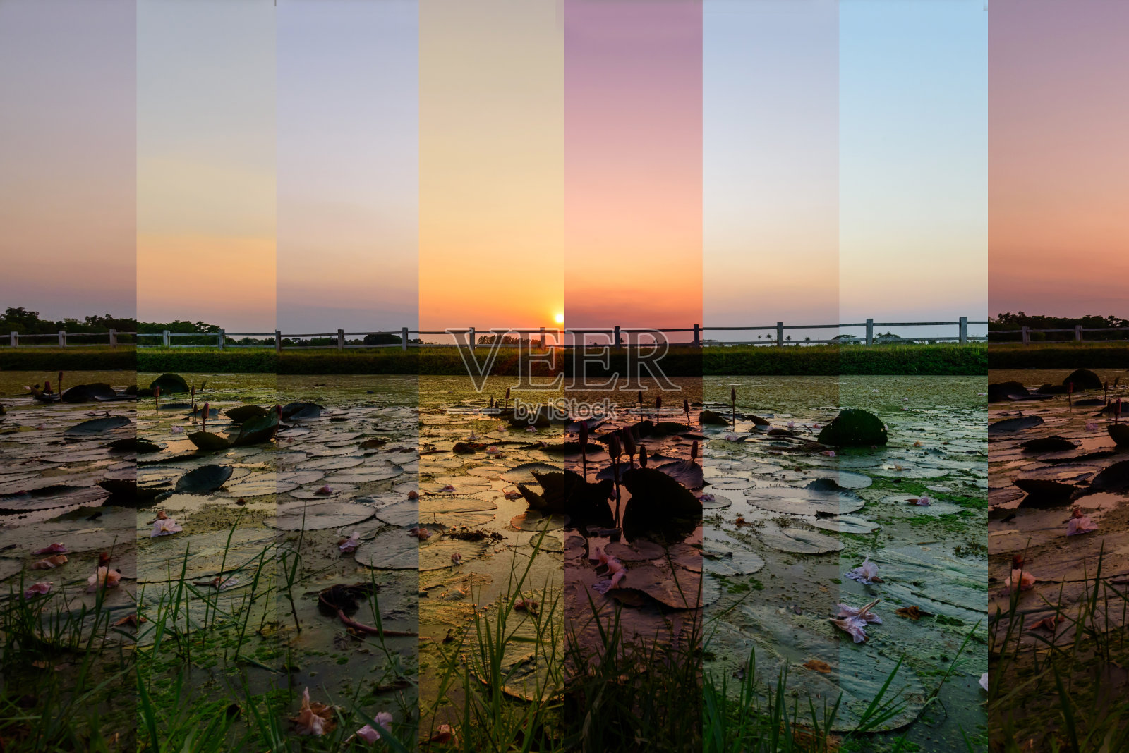 不同的阴影颜色的湖景粉荷花在日落时间照片摄影图片