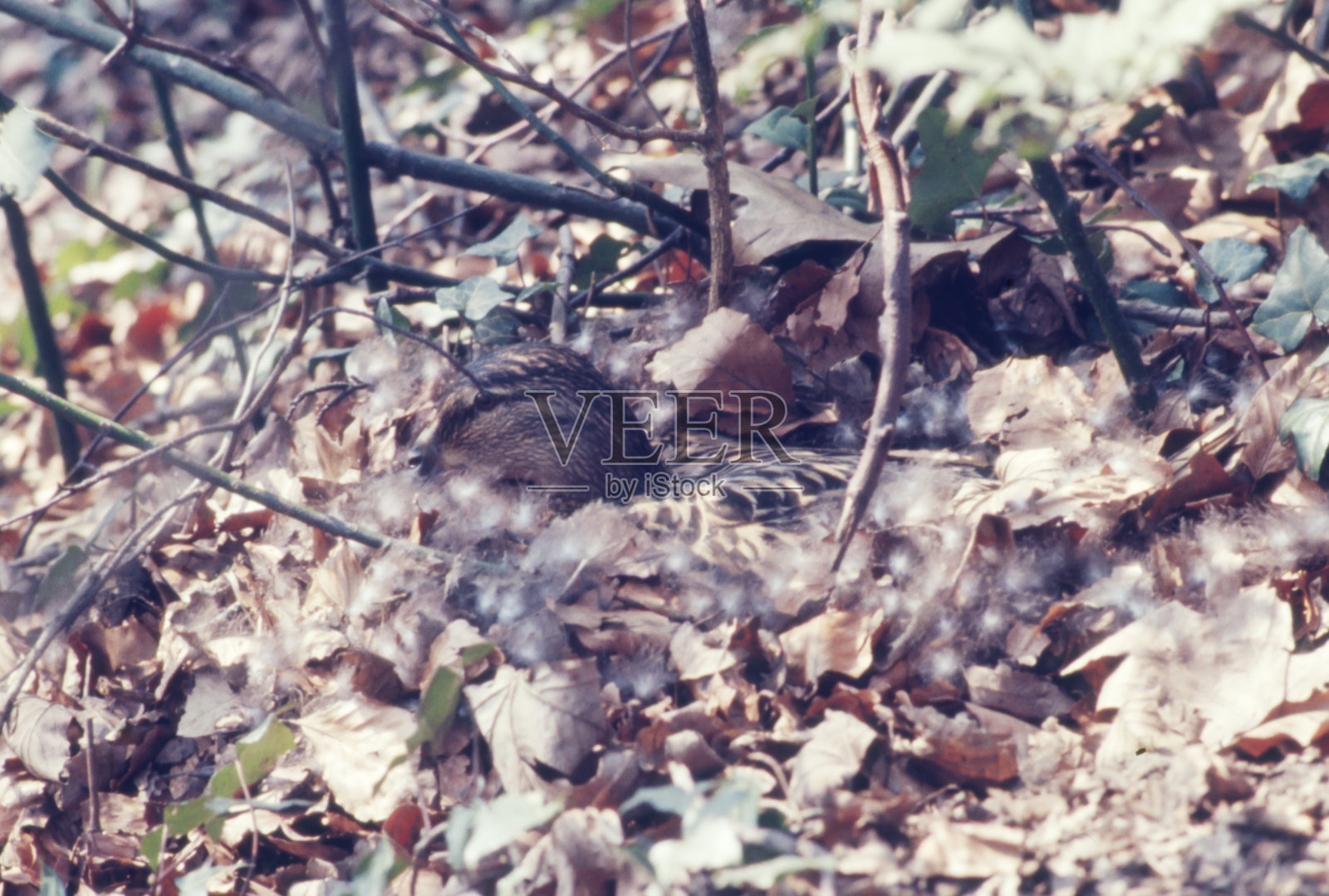 雌性绿头鸭繁殖照片摄影图片