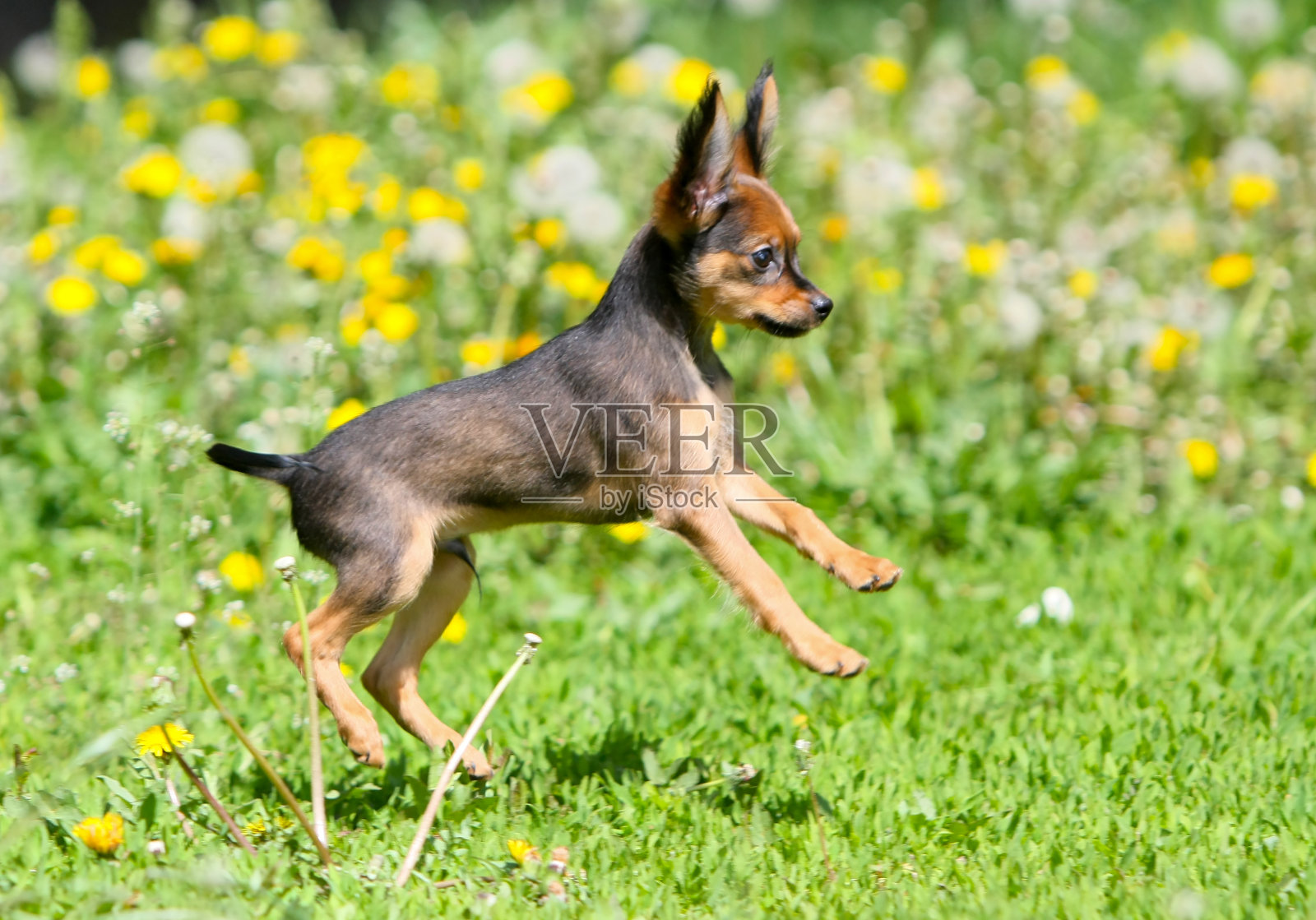 活泼的小狗在绿草中跳跃。照片摄影图片