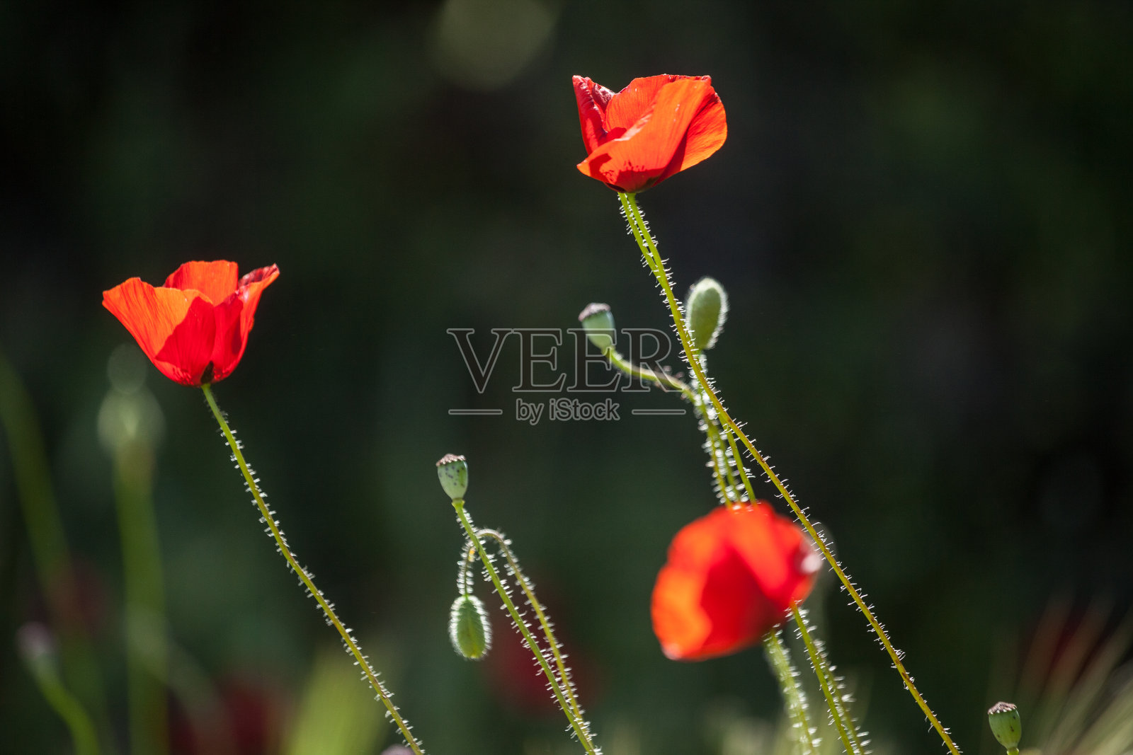 红色的野生罂粟花在春天照片摄影图片