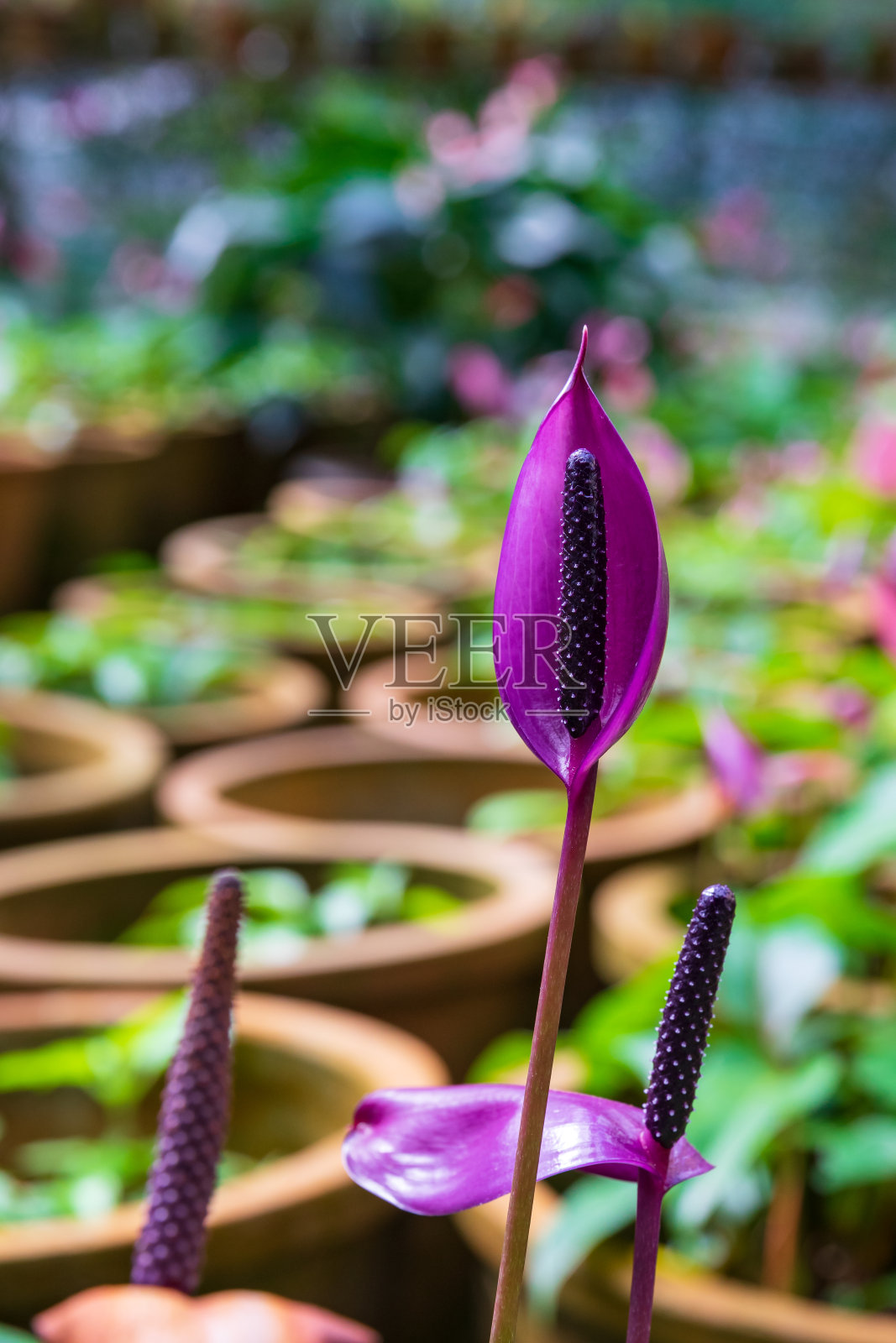 农场里成排的红掌花照片摄影图片