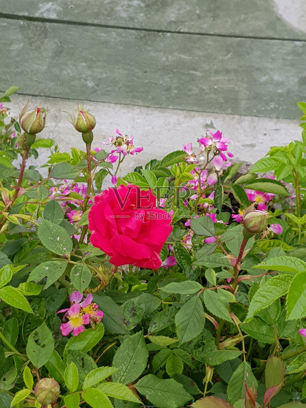 美丽盛开的红玫瑰花照片摄影图片