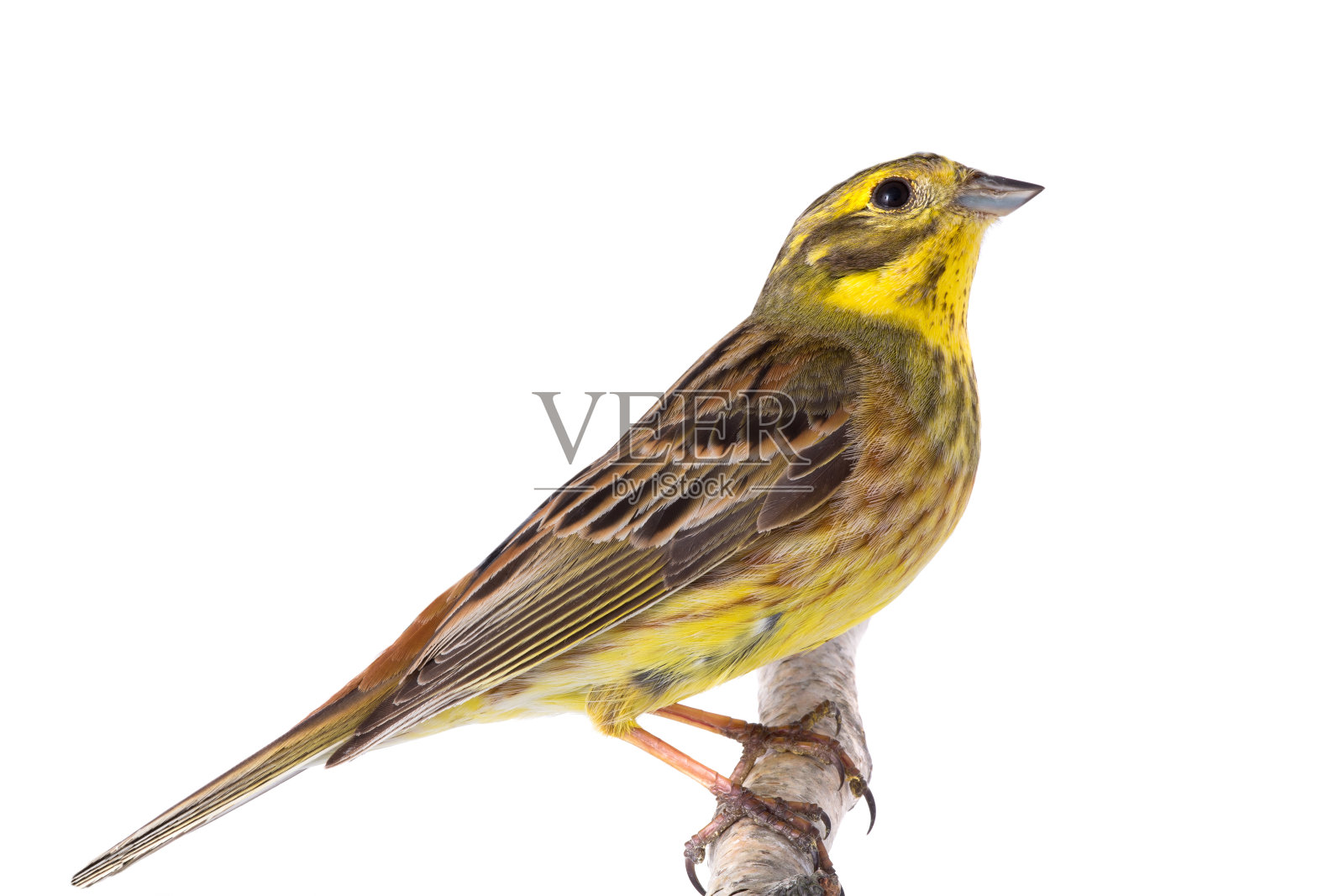 黄瓢虫(黄瓢虫)孤立于白色照片摄影图片