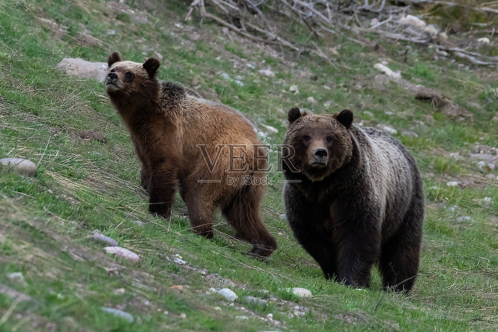 大灰熊399和她的幼崽在提顿-妈妈和一个幼崽照片摄影图片