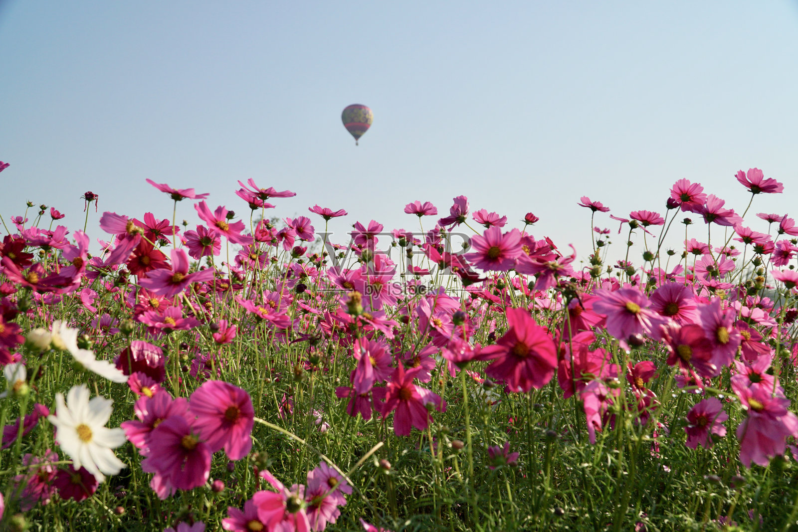 宇宙的花照片摄影图片
