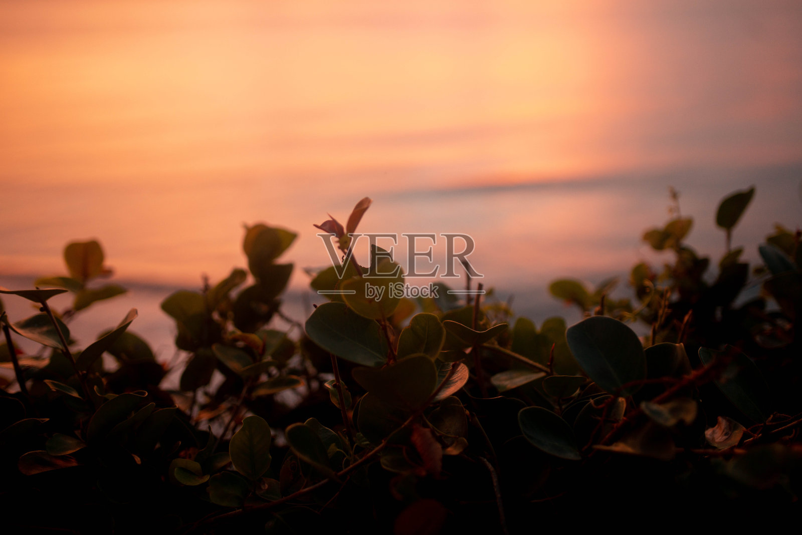 温柔的照片上的小花叶子在巴厘岛惊人的猩红日落的背景照片摄影图片