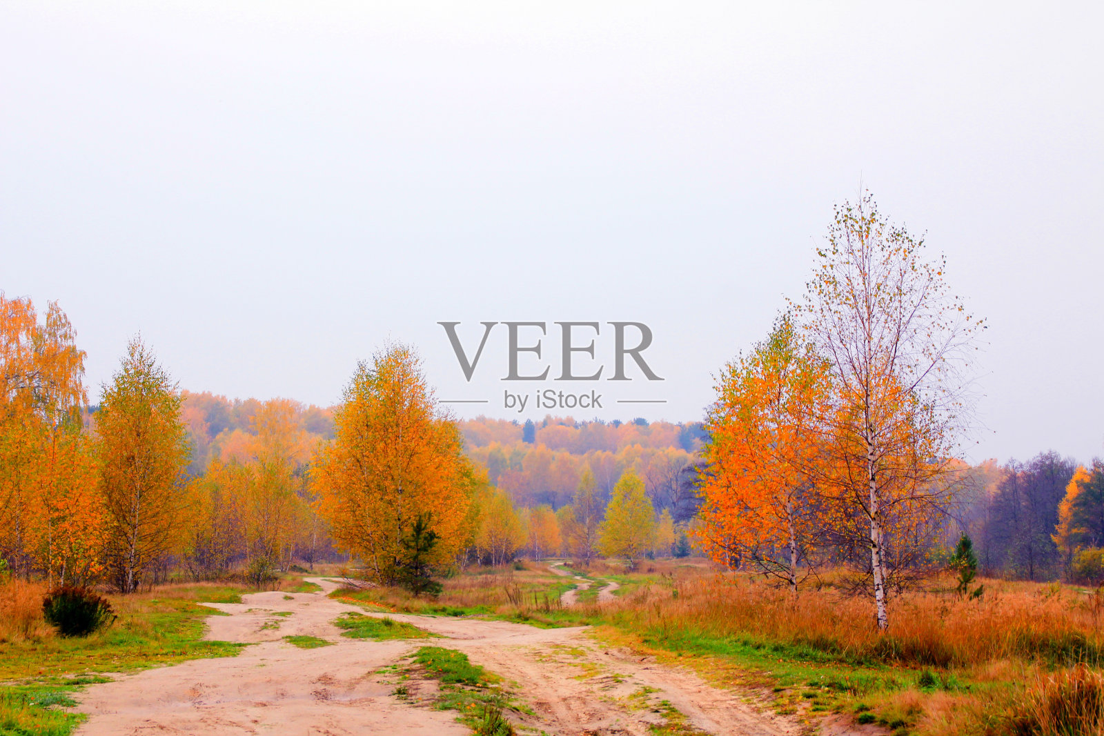 风景与乡村崎岖的道路通过与分离的树木导致温带混交林在明亮的黄色秋天在阴天的颜色照片摄影图片