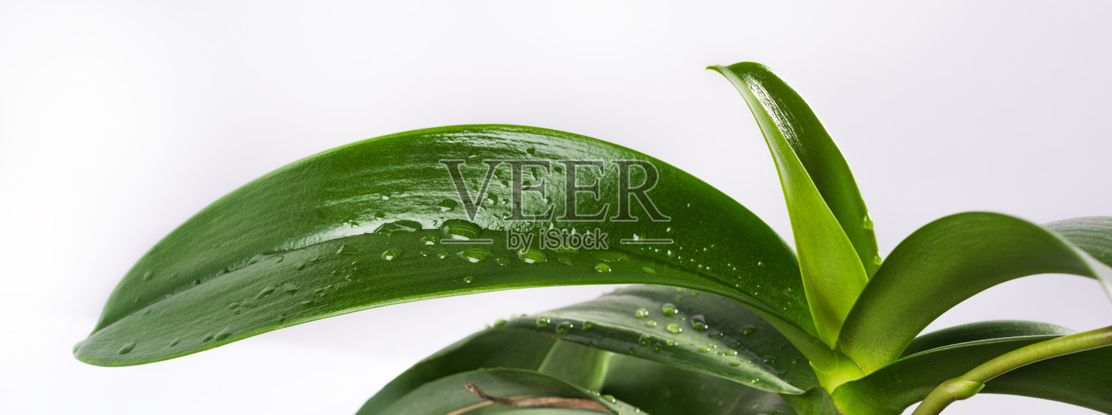 叶子上的气泡滴照片摄影图片