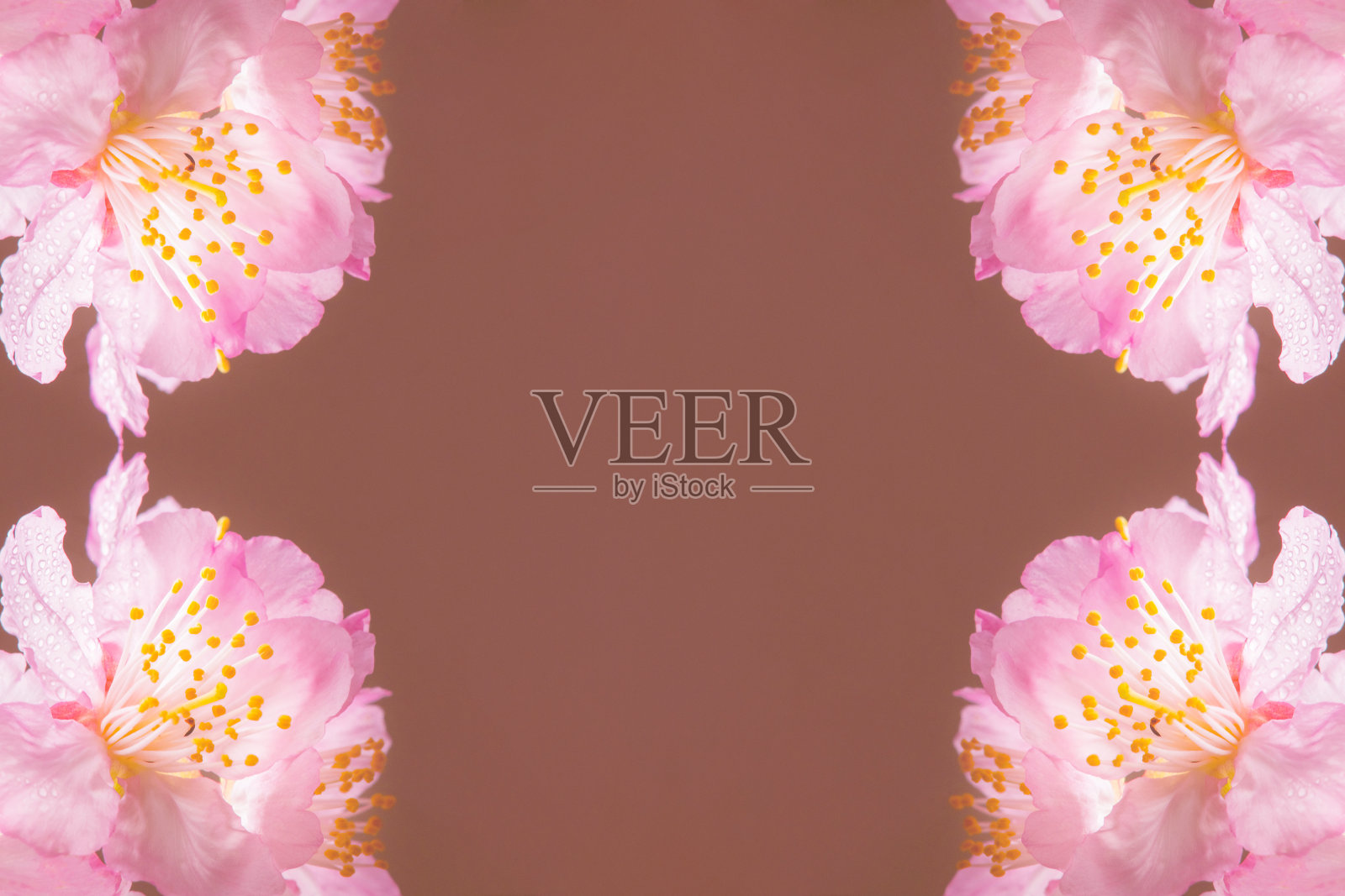 美丽的樱花，绿色模糊的背景照片摄影图片