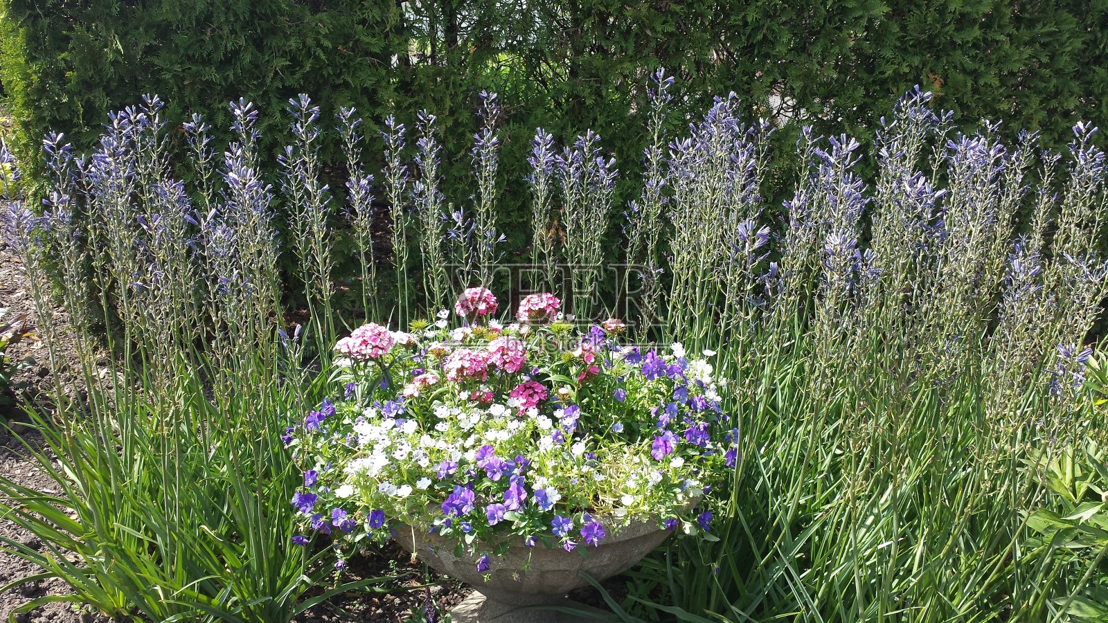 花盆照片摄影图片