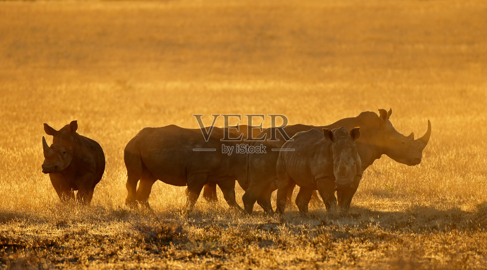 日落时尘土中的白犀牛群照片摄影图片