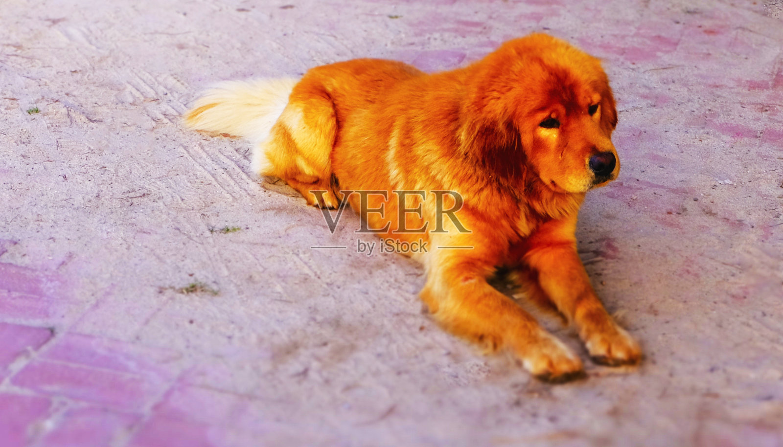 狗照片摄影图片