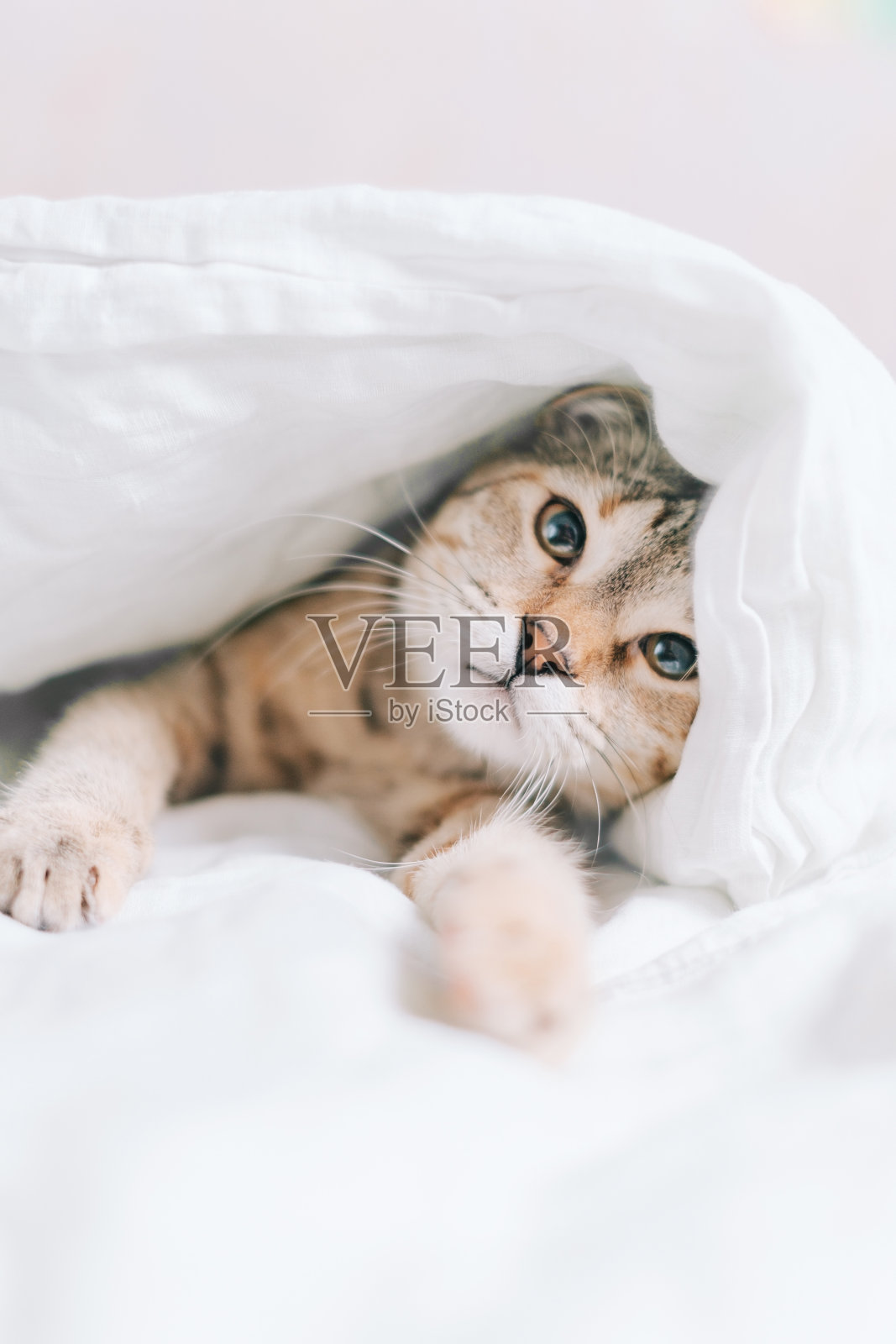 虎斑猫躺在毯子下面。照片摄影图片