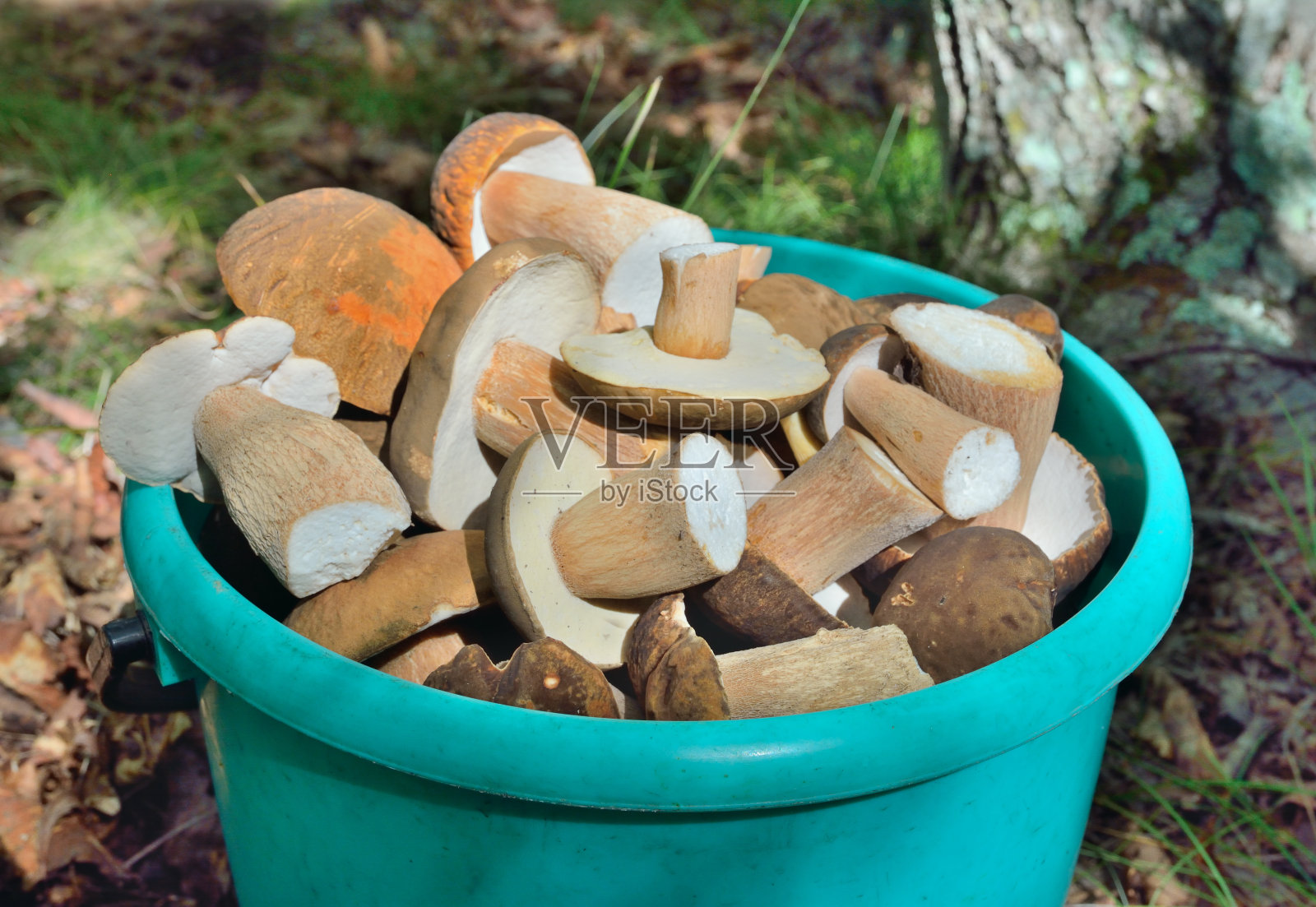 蘑菇Cep在桶6照片摄影图片