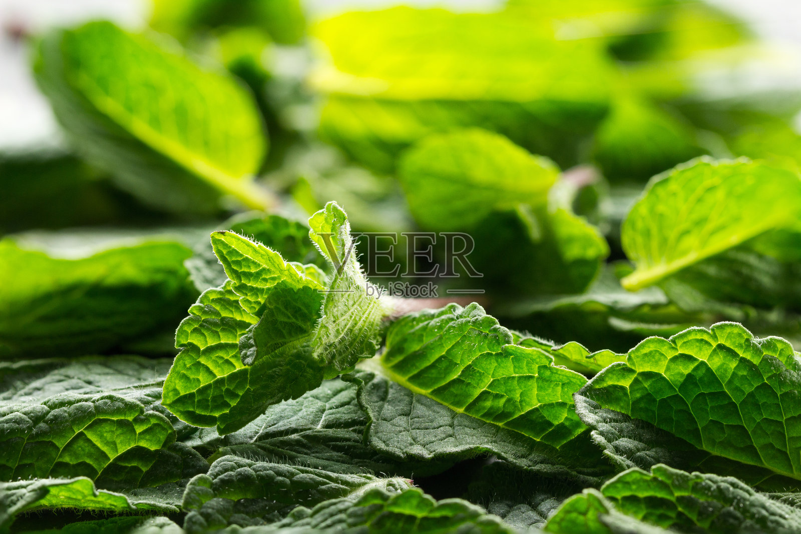 新鲜，多汁和芳香的薄荷叶合在一起。照片摄影图片