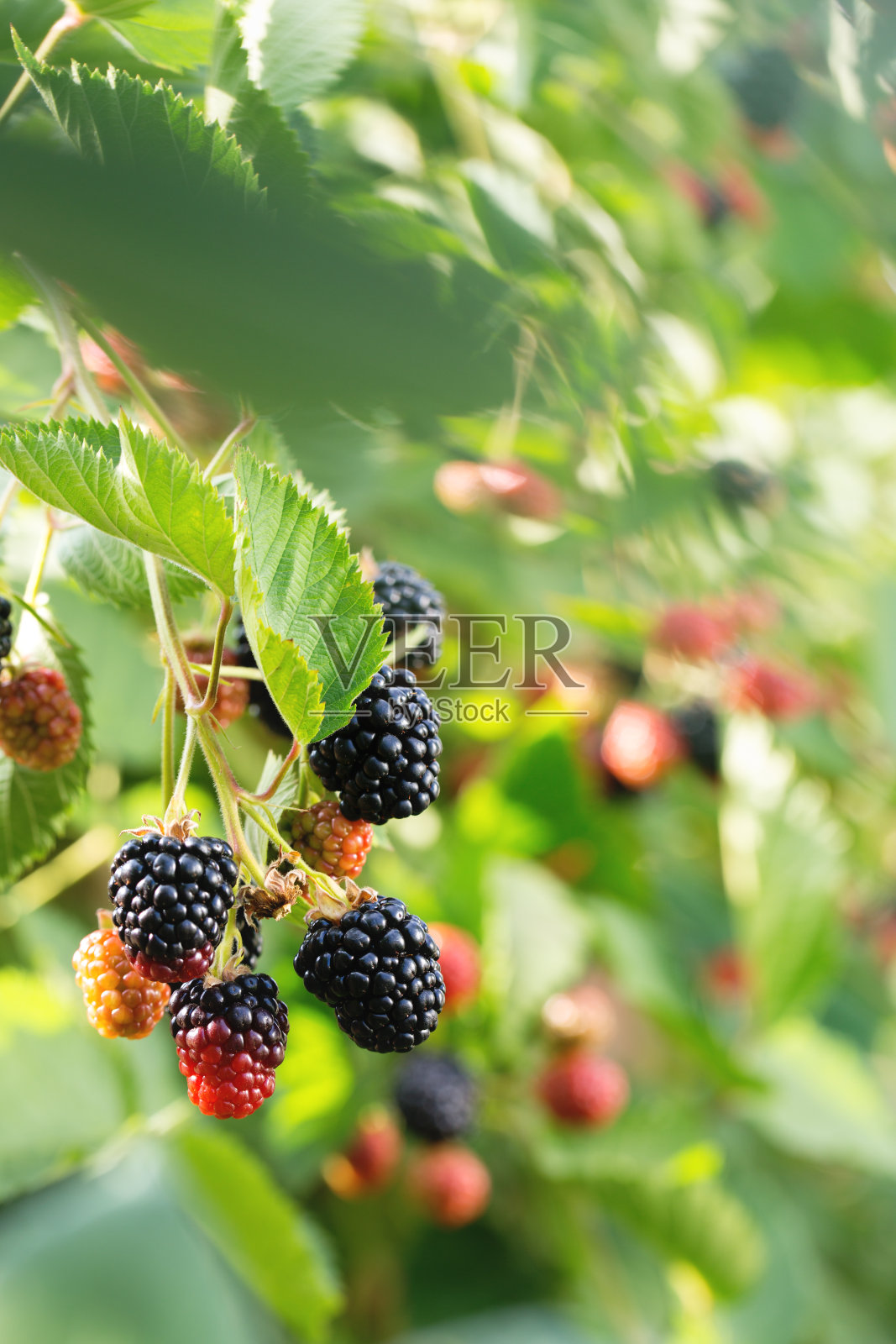 灌木丛上的大黑莓照片摄影图片