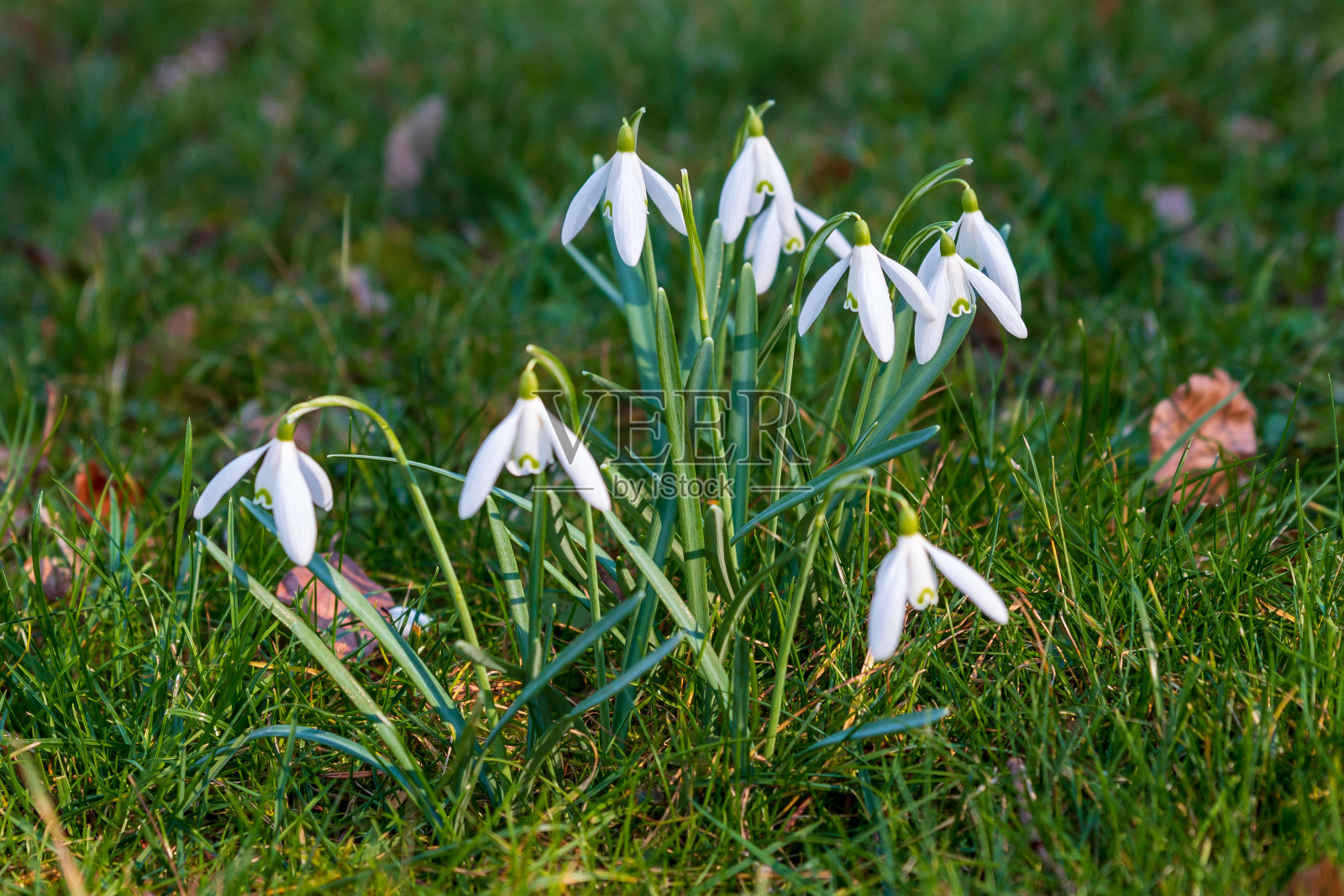 阳光下草地上的雪花莲或花莲丛照片摄影图片