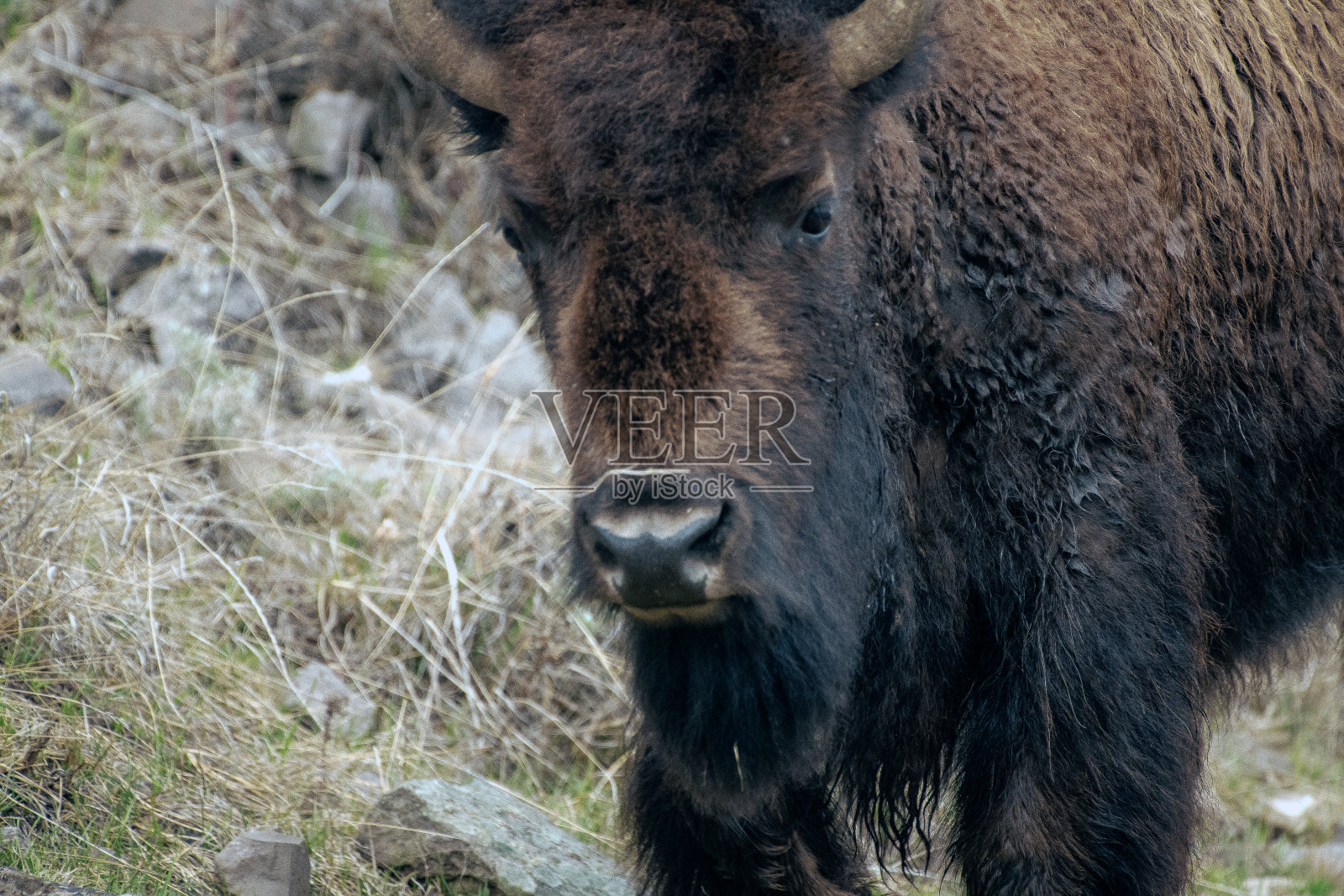美国黄石公园的近距离野牛照片摄影图片