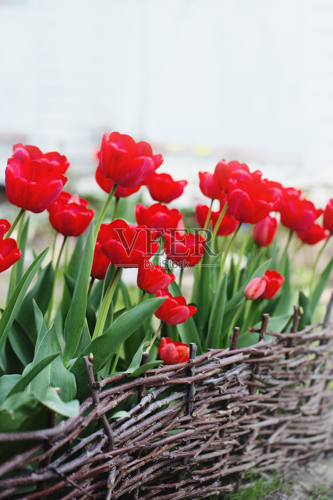 春天花园里的大红郁金香照片摄影图片