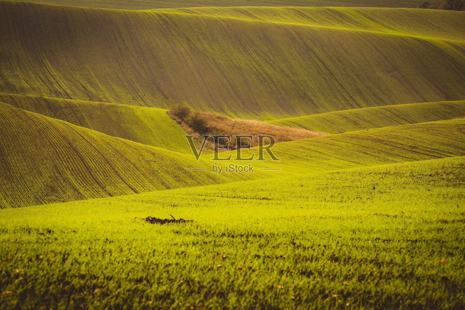 绿波照片摄影图片