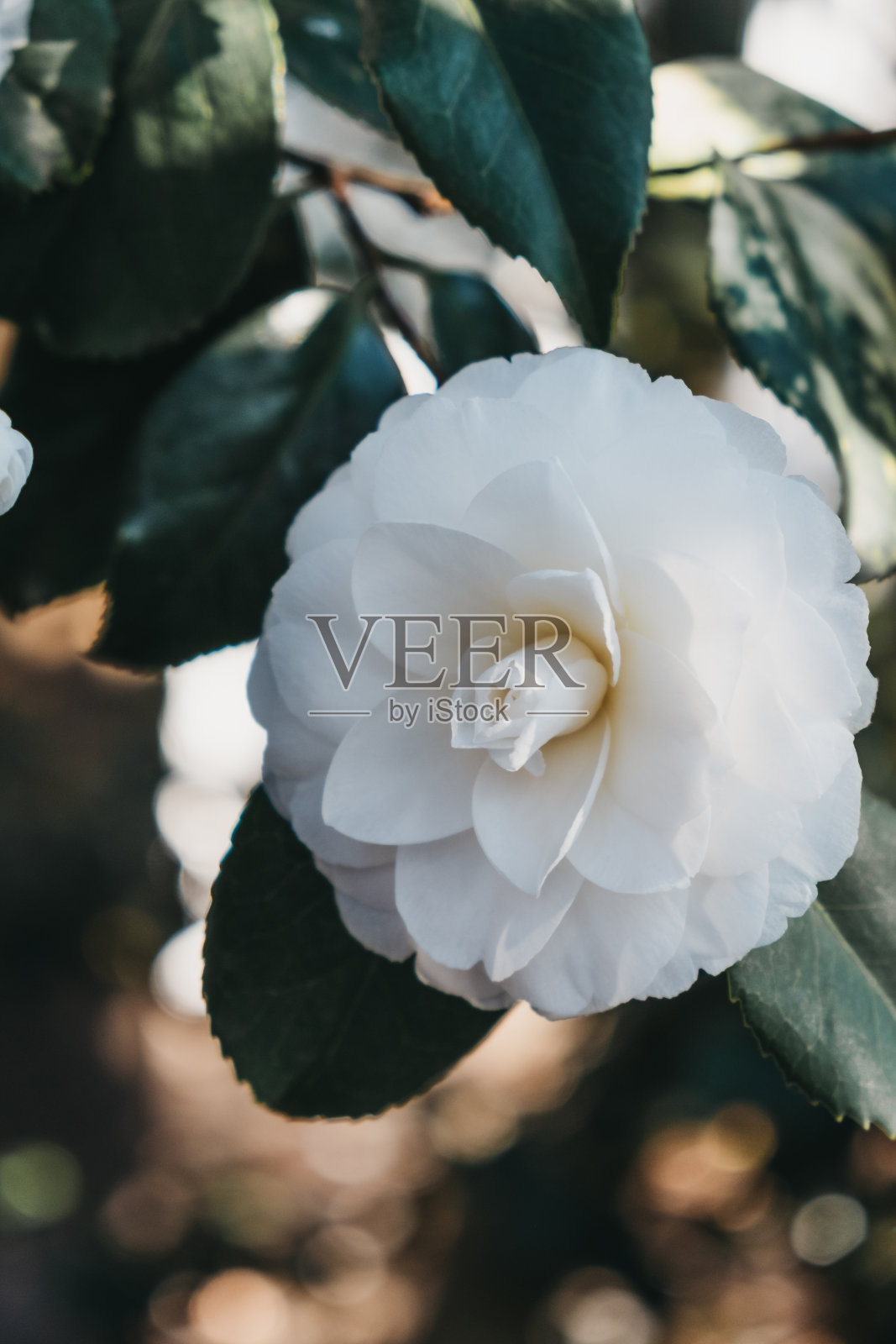 一个开花的白花在一棵树上的特写。照片摄影图片