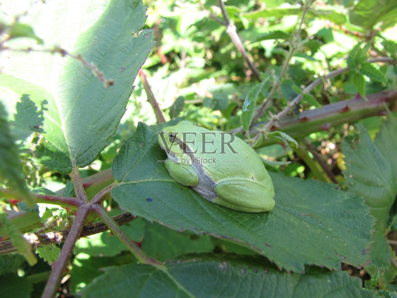 一只绿色的树蛙在看蓝莓的叶子照片摄影图片