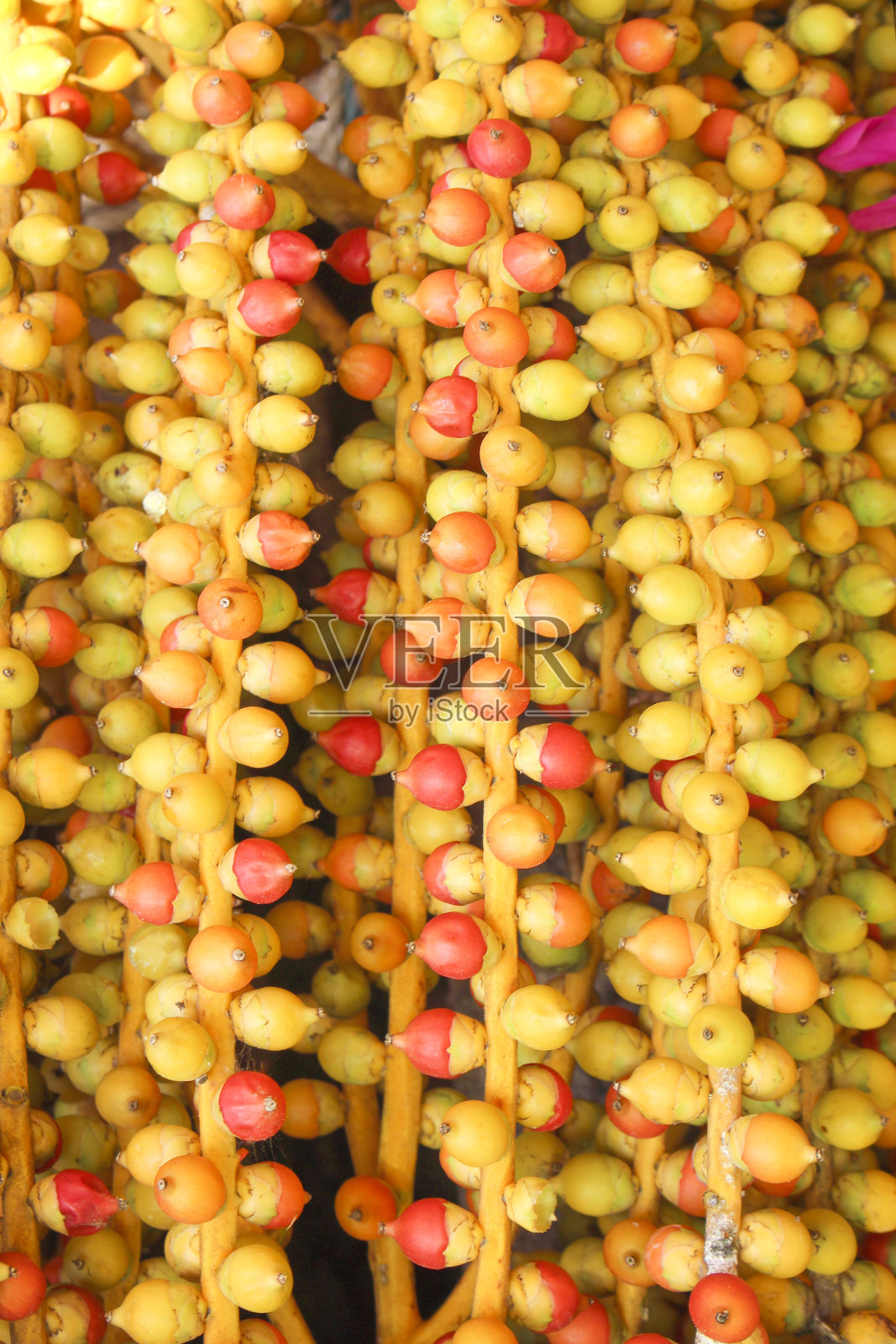 果实的棕榈树纹理，五颜六色的红色和黄色的自然图案背景照片摄影图片