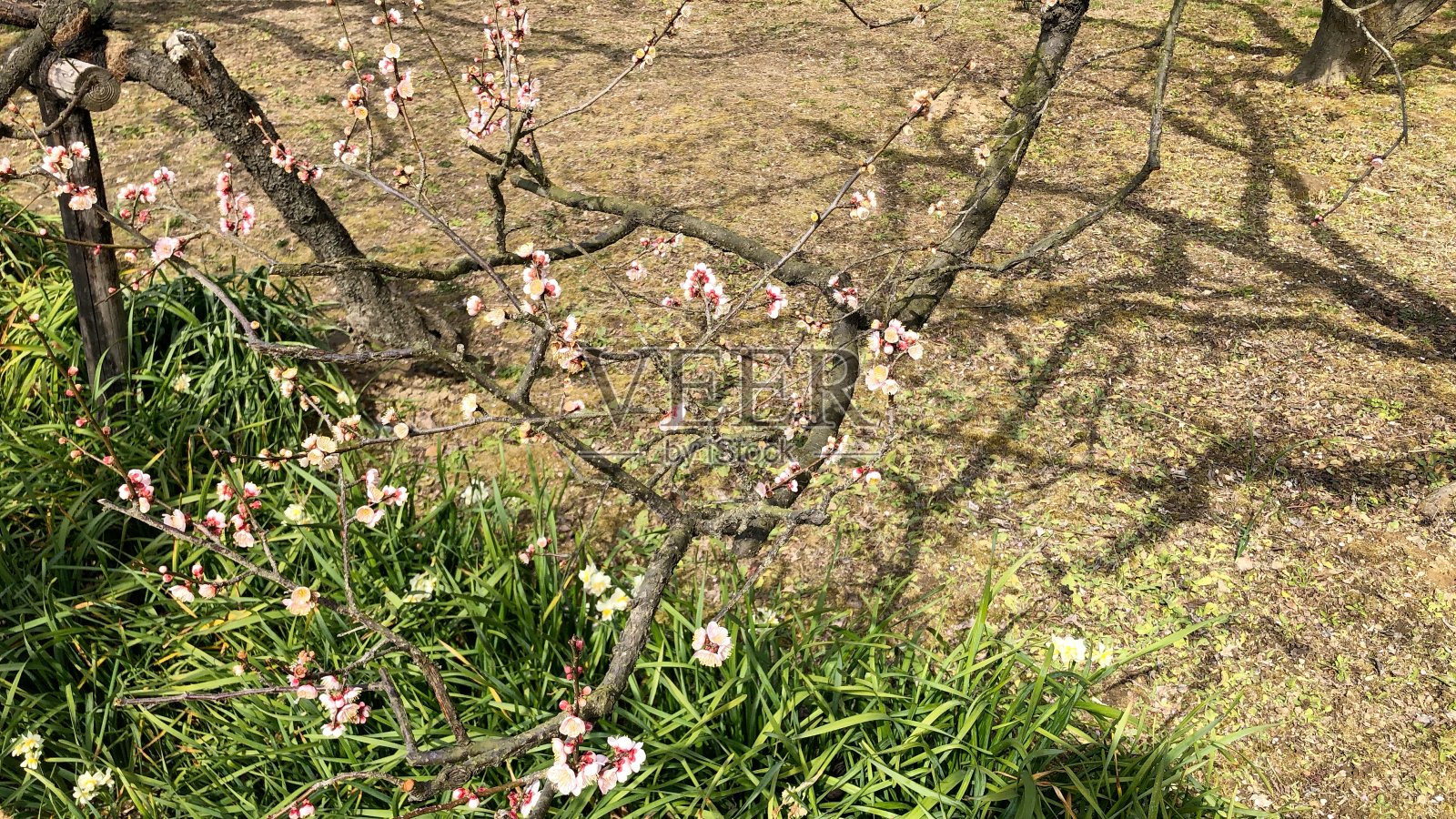 梅花照片摄影图片