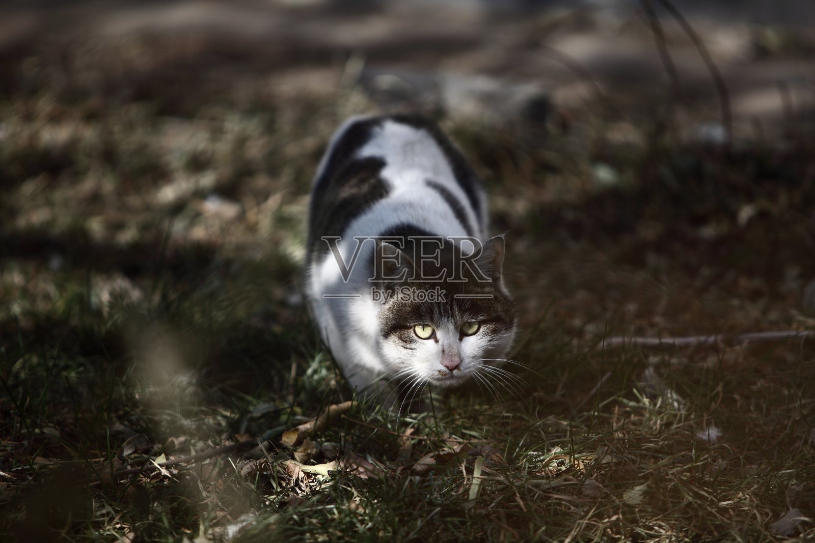 户外流浪猫，野猫照片摄影图片