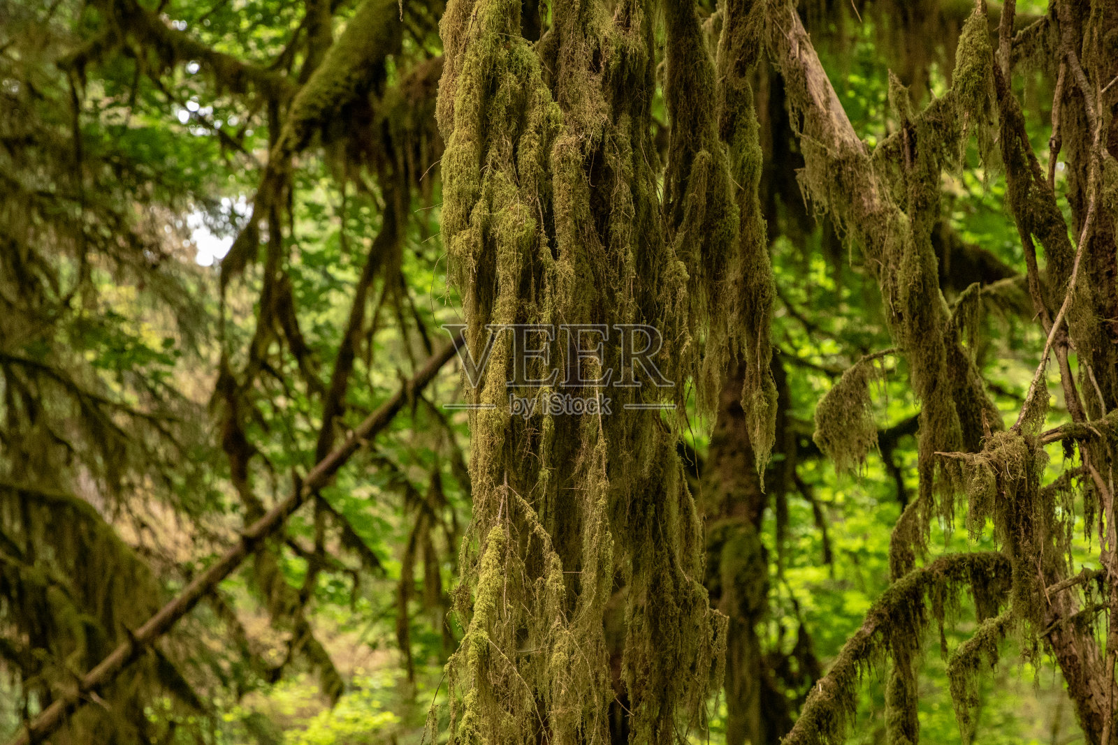 西北太平洋地区照片摄影图片