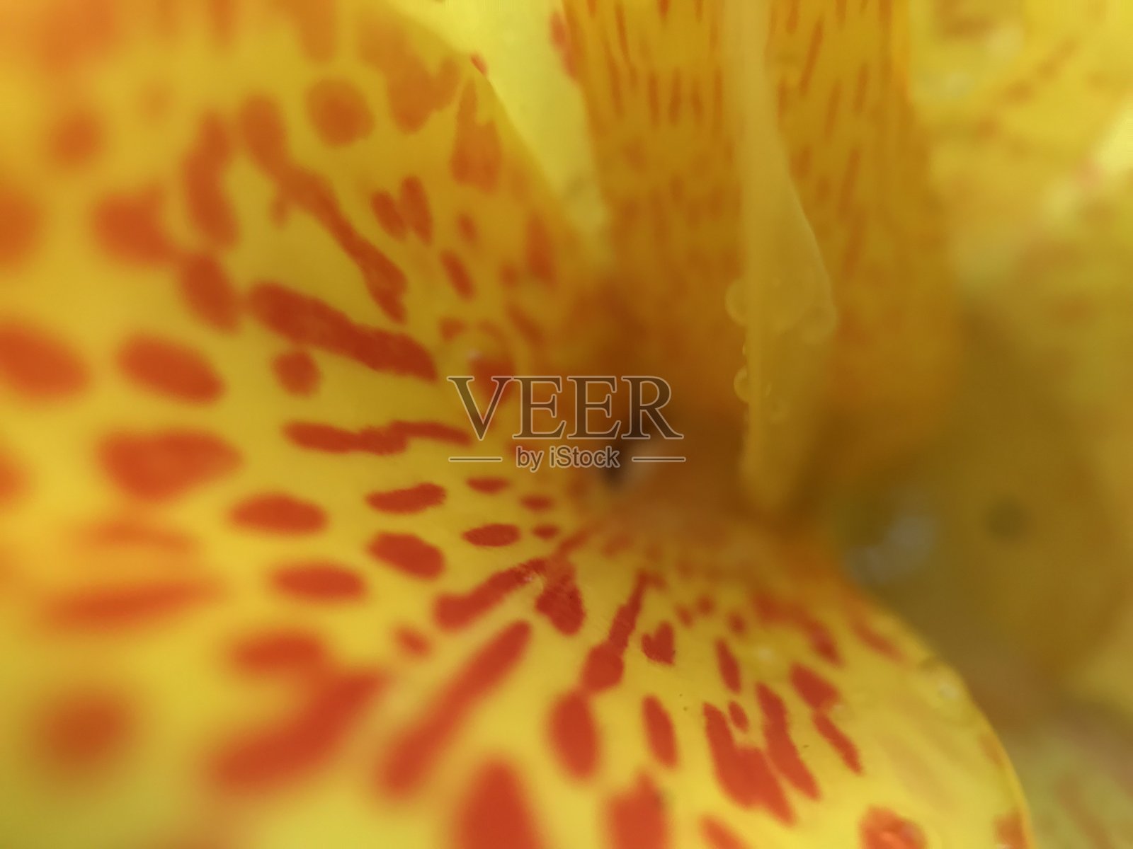 模糊的黄花作背景照片摄影图片