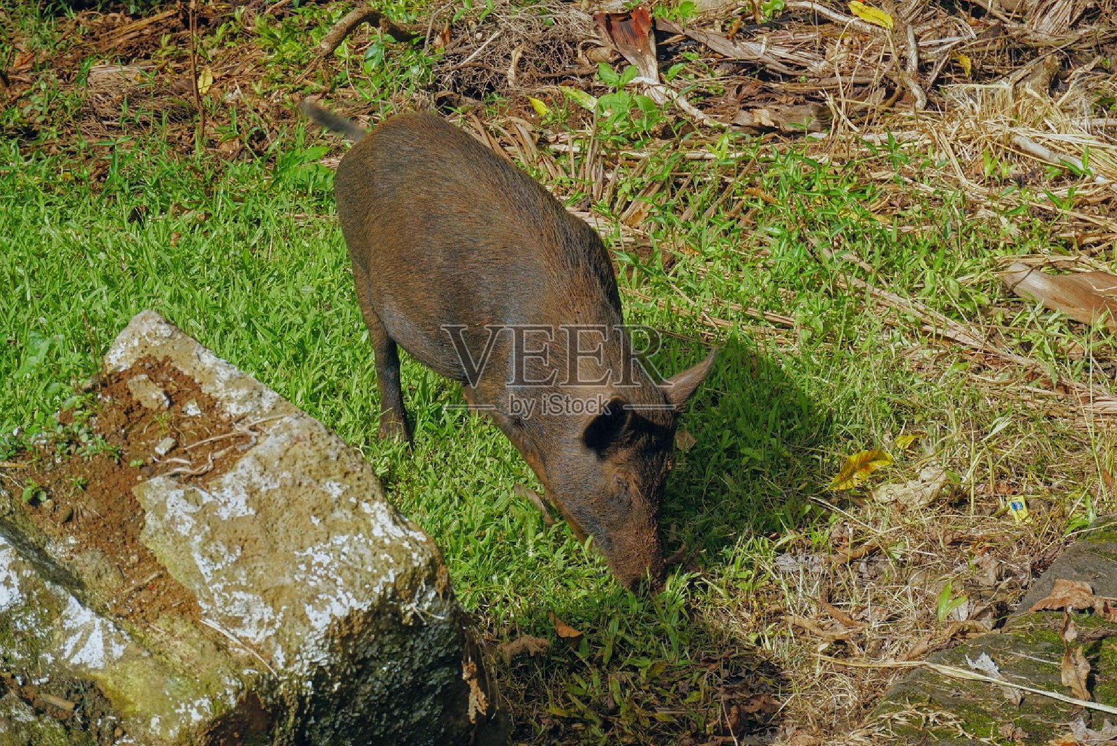 彩虹瀑布-嗨罗夏威夷-野猪照片摄影图片