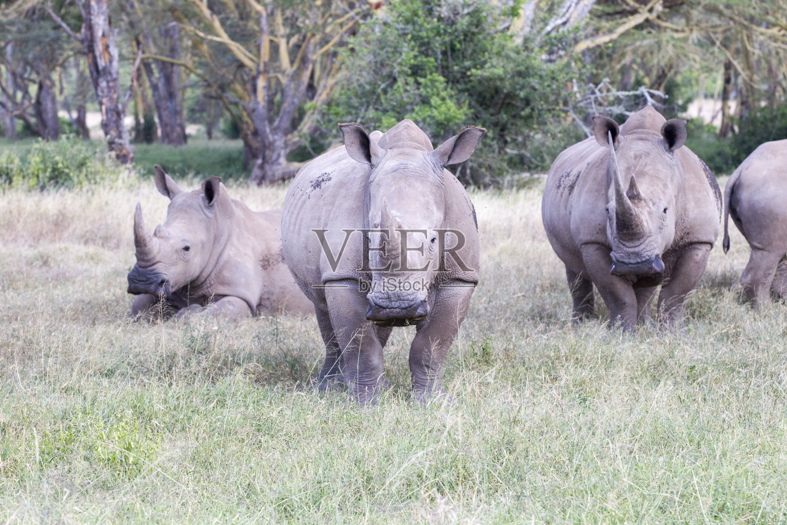 犀牛的家庭照片摄影图片
